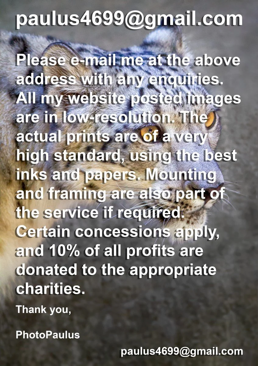 (0001) WEBSITE ENQUIRIES SNOW LEOPARD TEMPLATE READY TIF aft FSA  2 a.jpg