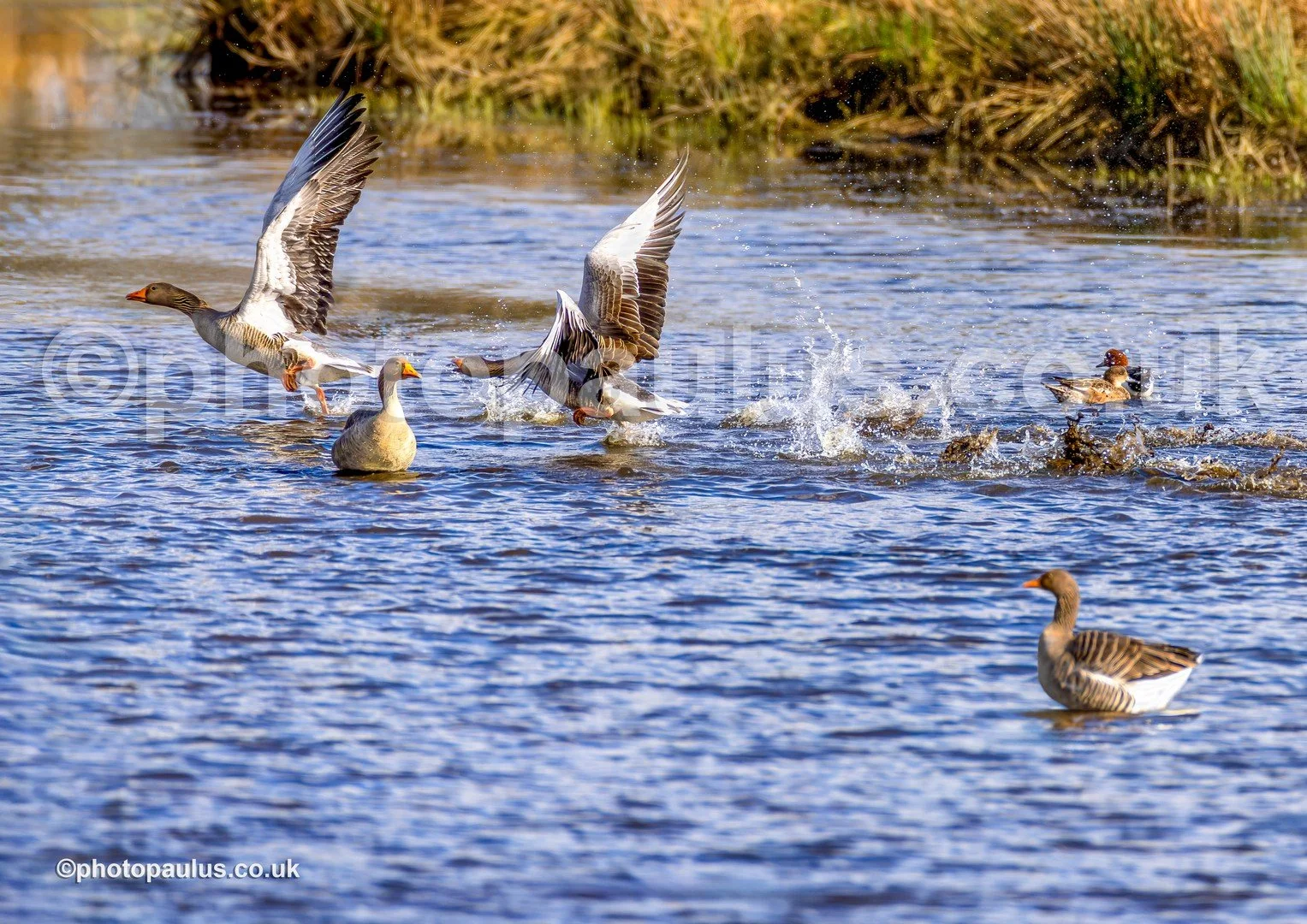 ©Paul Morris GREYLAG GEESE 7221.jpg