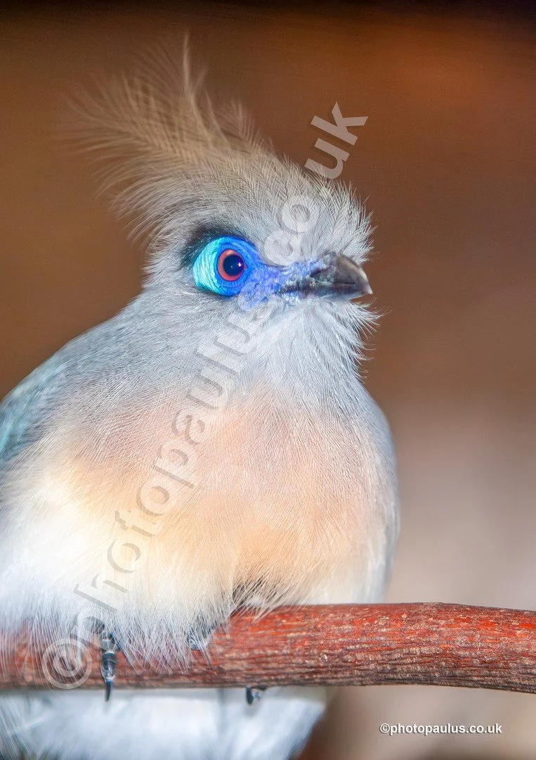 ©Paul Morris CRESTED COUA 9112.jpg