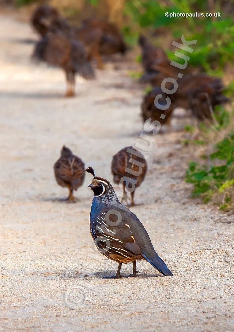 ©Paul Morris GROUSE 0856.jpg