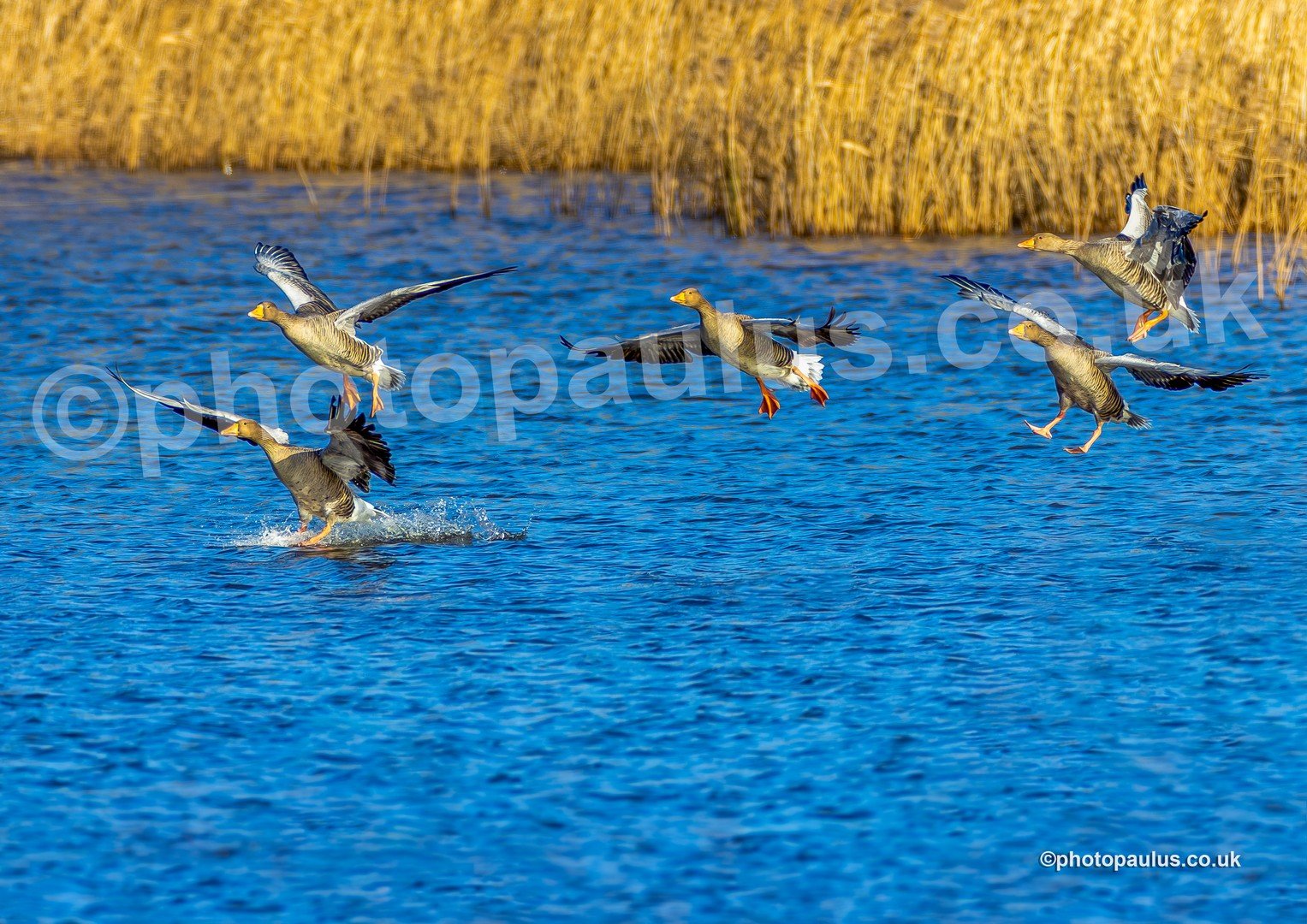 ©Paul Morris GREYLAG GEESE 3320.jpg