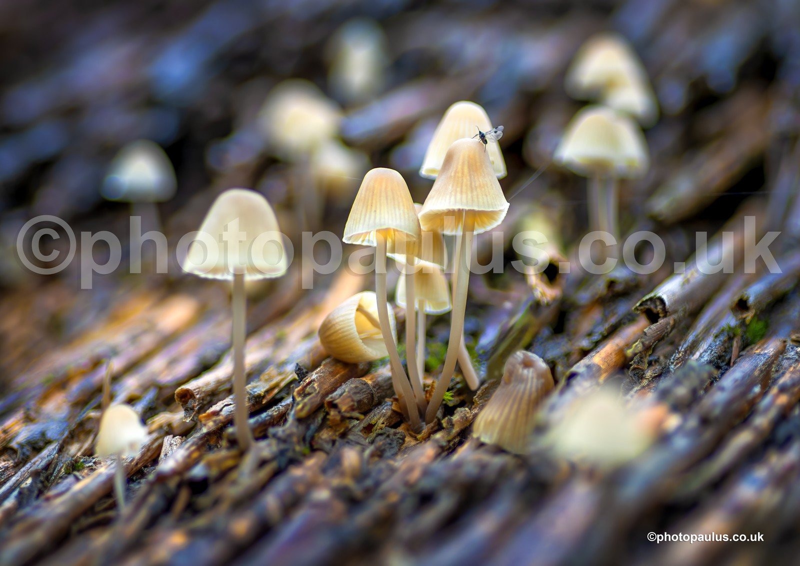 ©Paul Morris  THATCHSHROOMS 4219.jpg