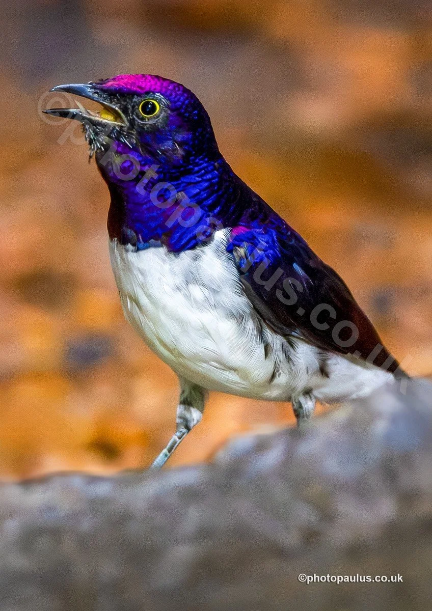 ©Paul Morris 1 VIOLET-BACKED STARLING 3412.jpg