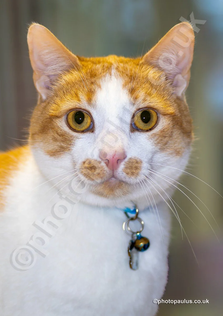 ©Paul Morris VINCE 0806.jpg