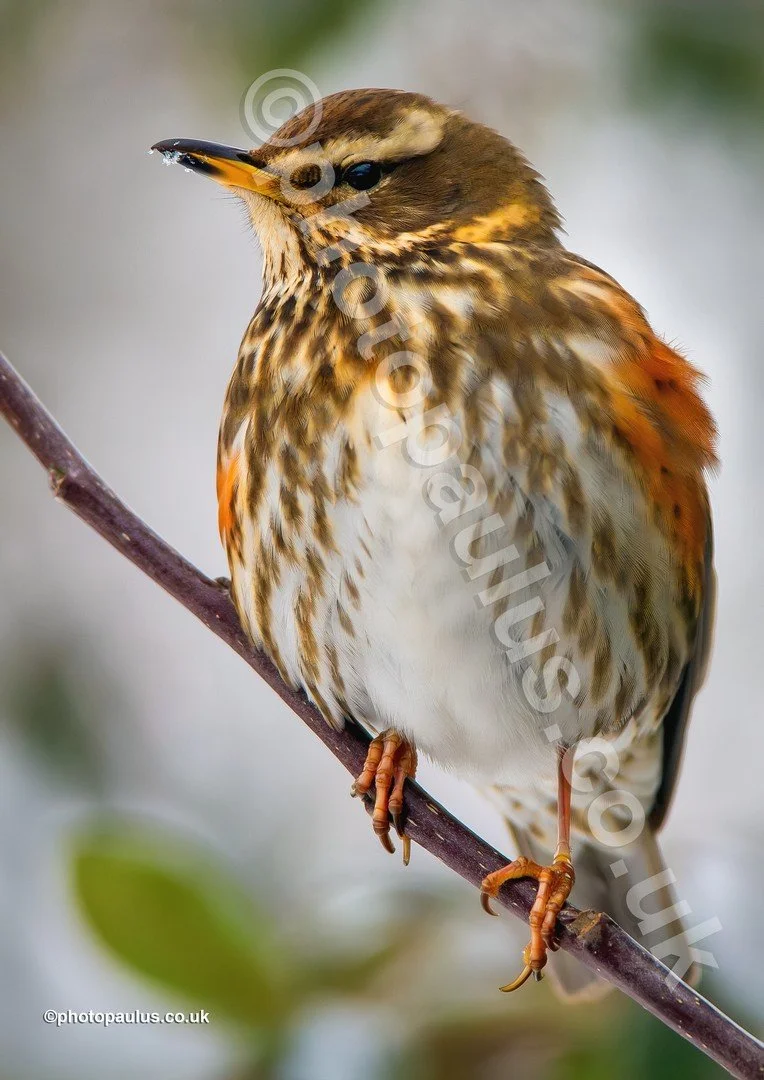 ©Paul Morris REDWING 8927.jpg