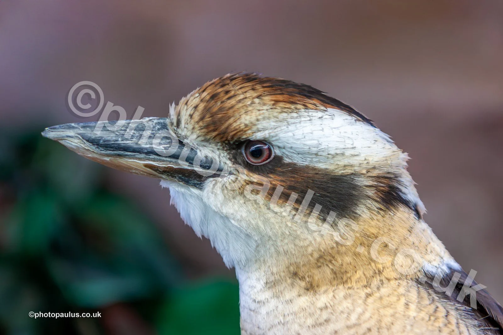 ©Paul Morris KOOKABURRA 9189.jpg