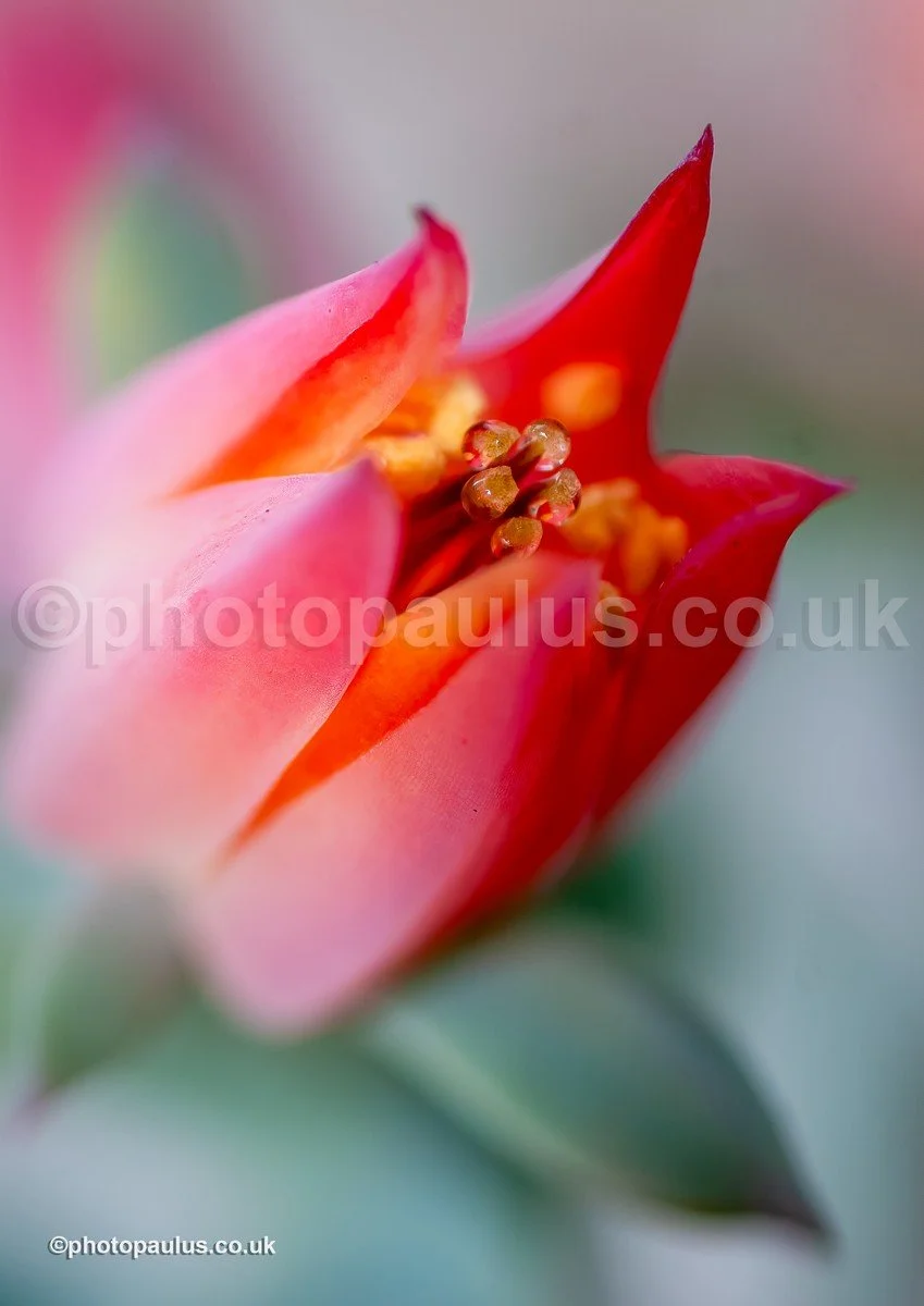 Succulent_MG_8359 TIF 4 FSA.jpg