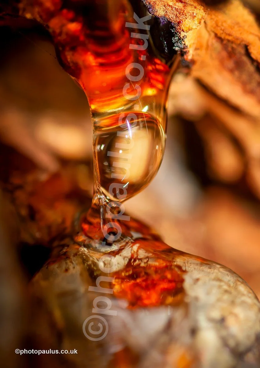 ©Paul Morris SAP DROPLET 8237.jpg