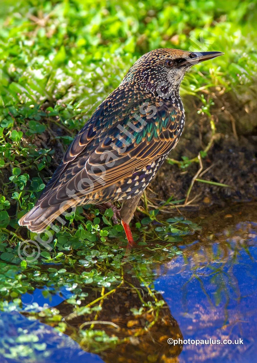 ©Paul Morris STARLING 2339.jpg