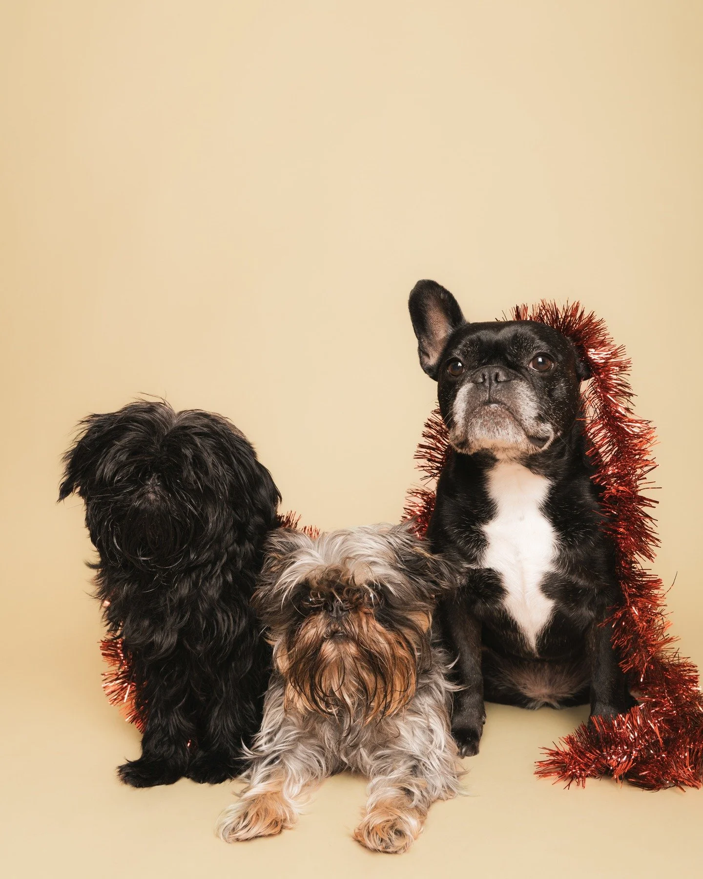 Happy Holidays from our family to yours! 

May your dog (or cat) live forever,
your coffee be strong enough to fix your life,
your phone never die at 2%,
and may love always find you!

#happyholidays #christmascard #christmasphoto #petphotographer