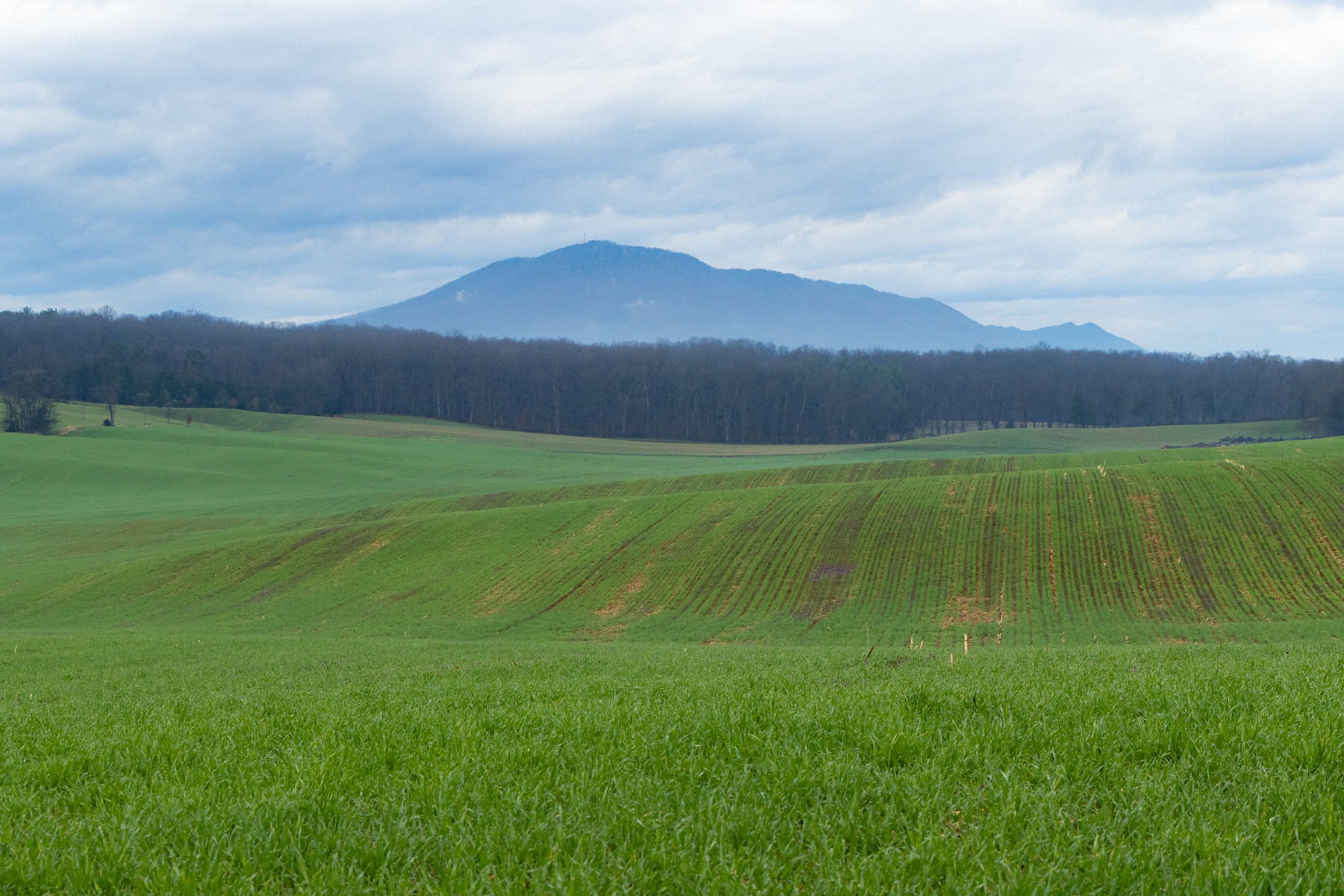 Near Port Republic, Virginia, March 2026.jpg