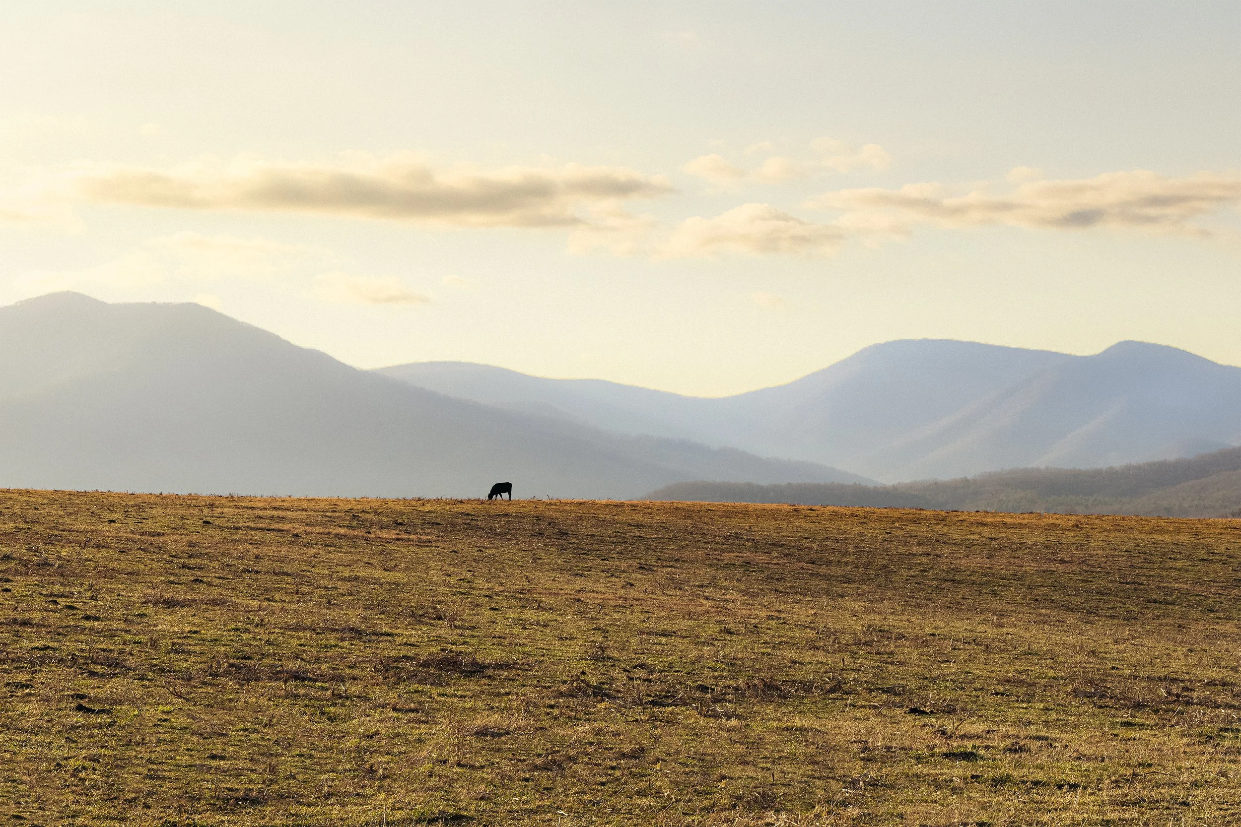 Blue Ridge Mountains, Virginia, March 2026.jpg