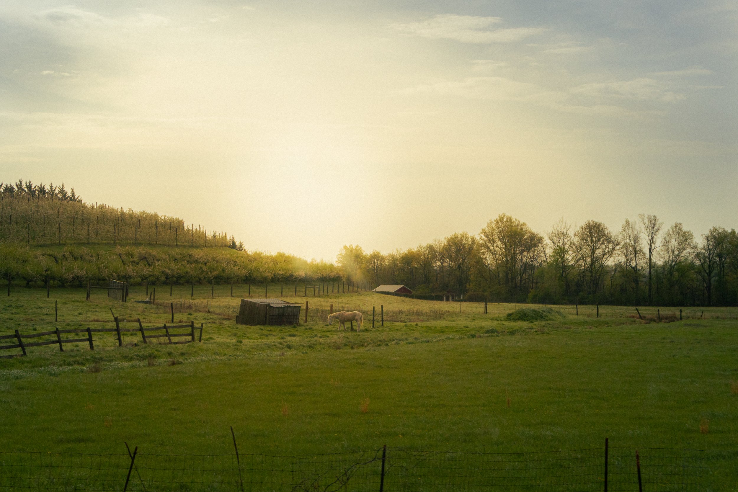 Sunrise Pony, Frederick County, Maryland, April 2026.jpg