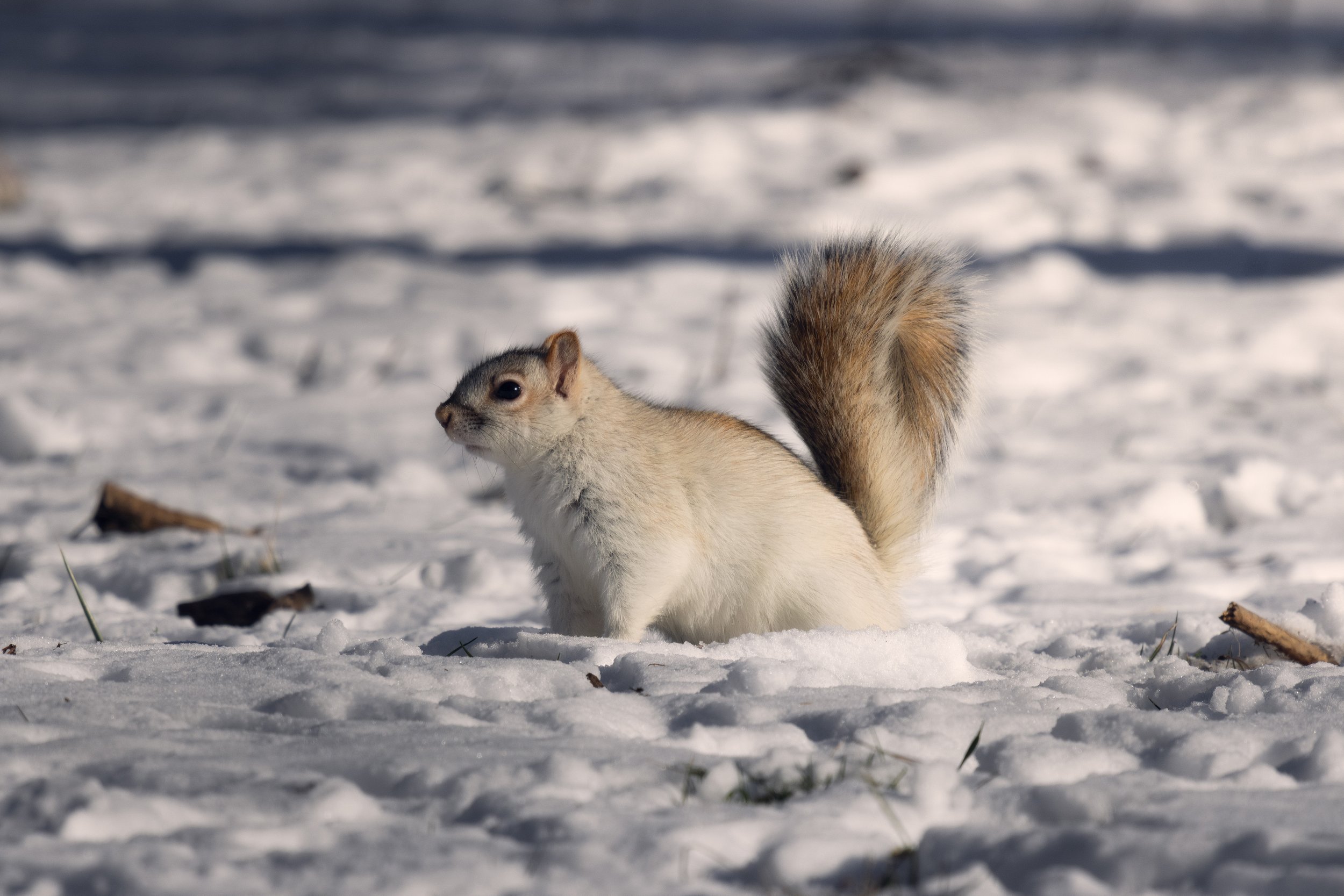 White Squirrel