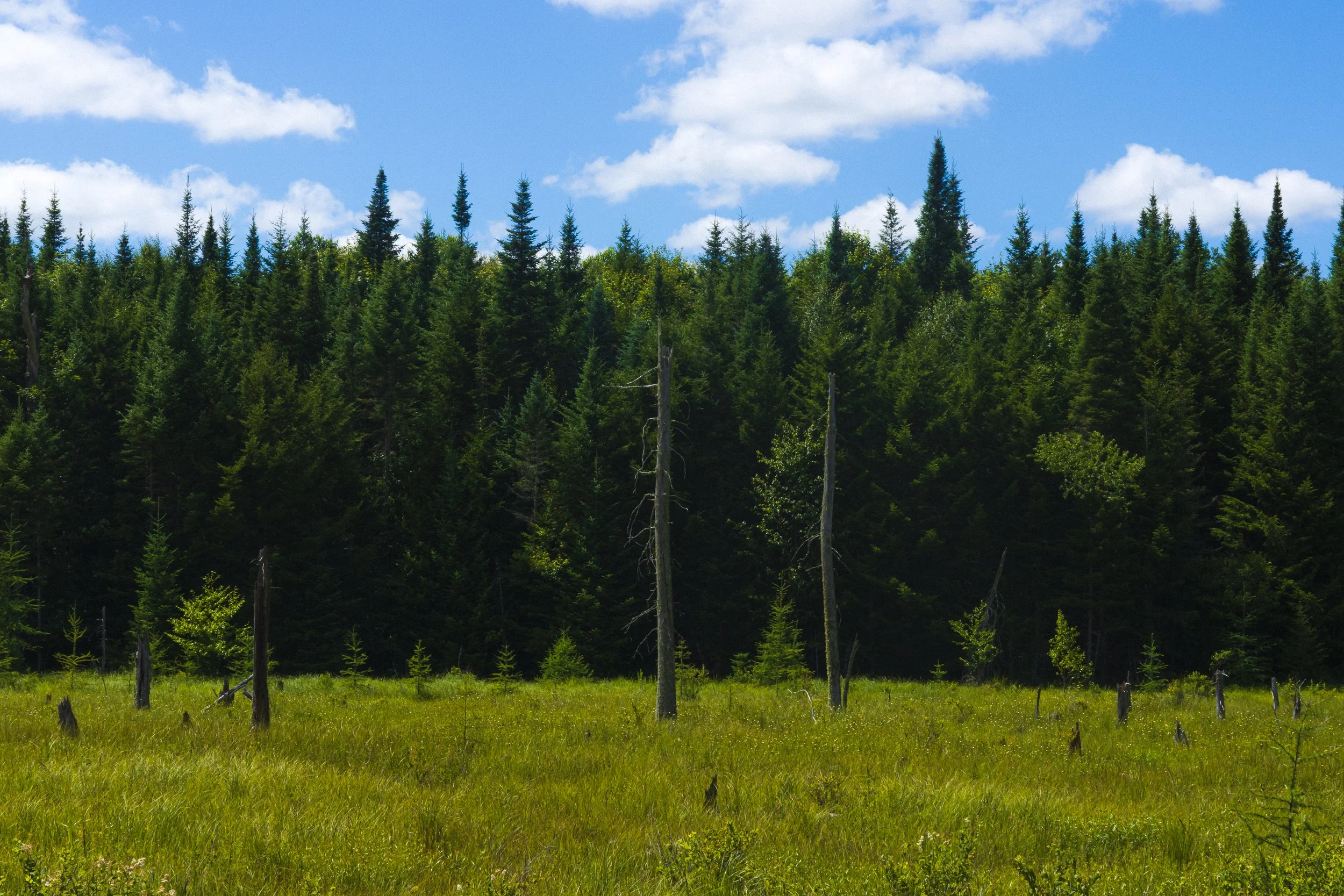 Five Ponds Wilderness, New York