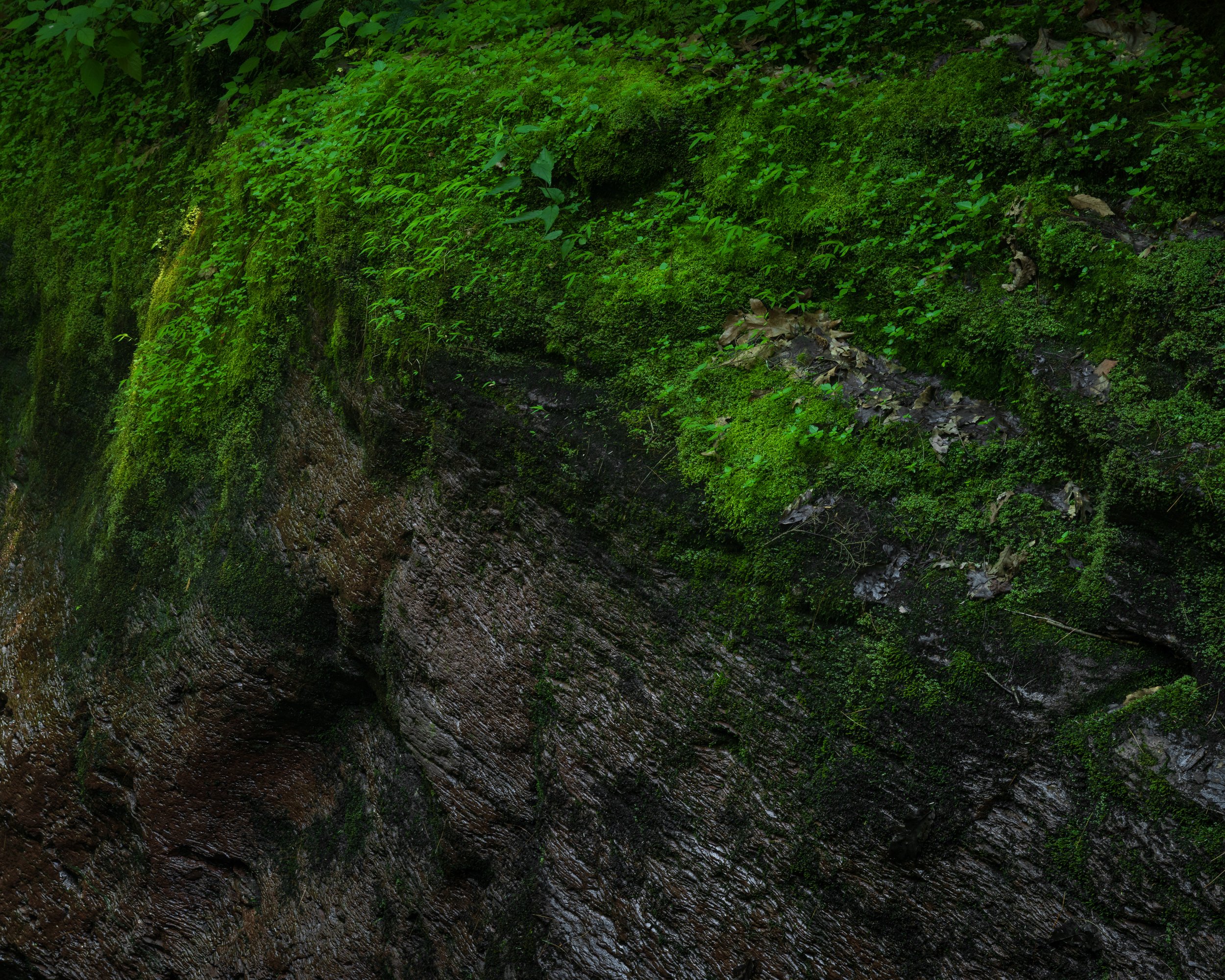 Mossy Cliffside