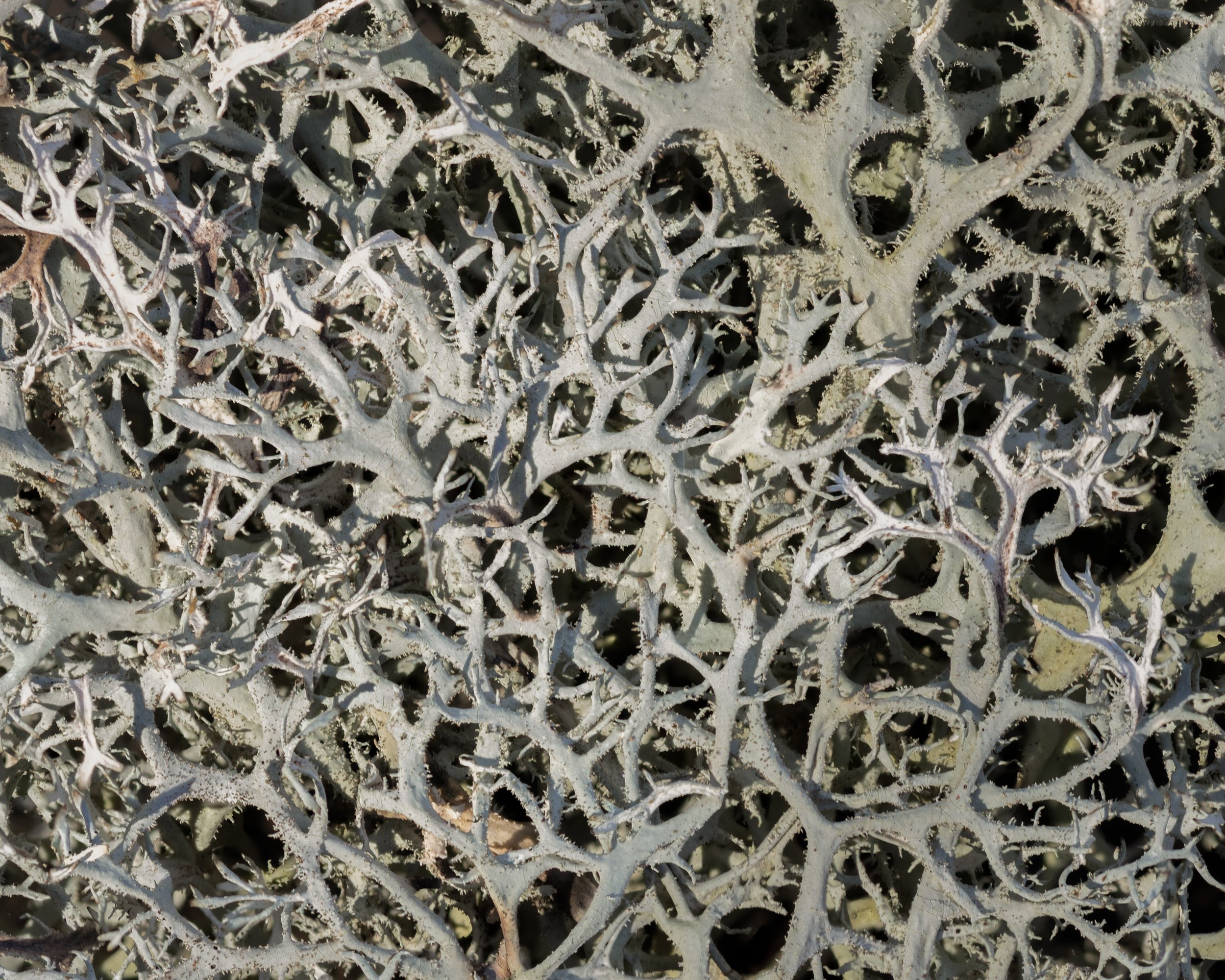 Interwoven