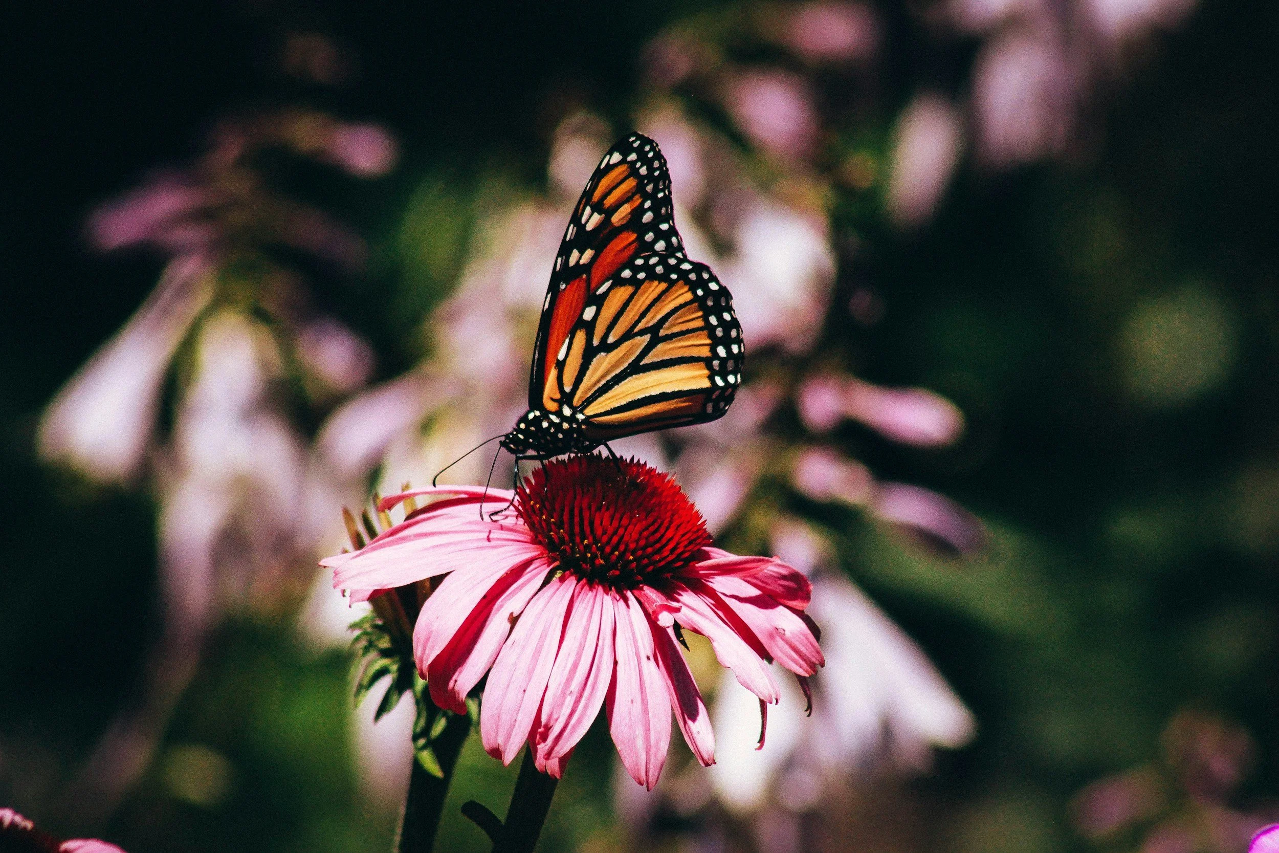 Creating a Butterfly Garden:  Understanding Host and Nectar Plants