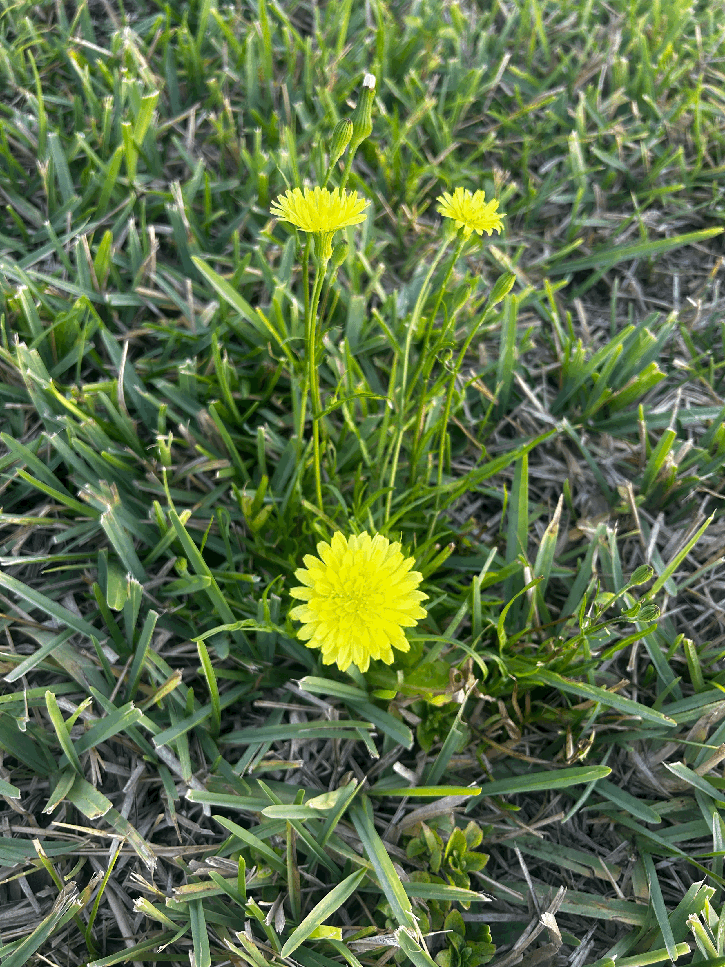 April Plant Spotlight: Dandelion 
