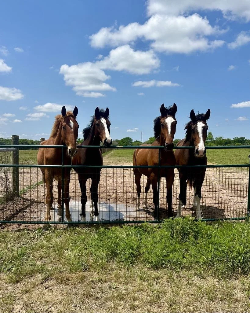 Two young horses, one black with white markings and one brown with a white star, standing in a green field under a partly cloudy blue sky.