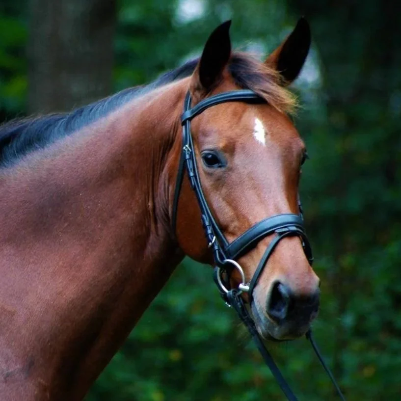 A brown horse with black markings on its legs and mane securely fitted with a bridle, standing on grass in front of trees.