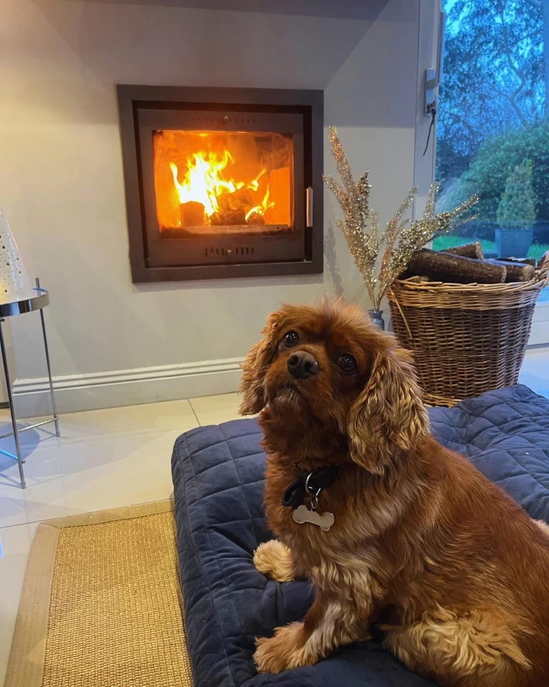 dog-sofa-stove.jpg