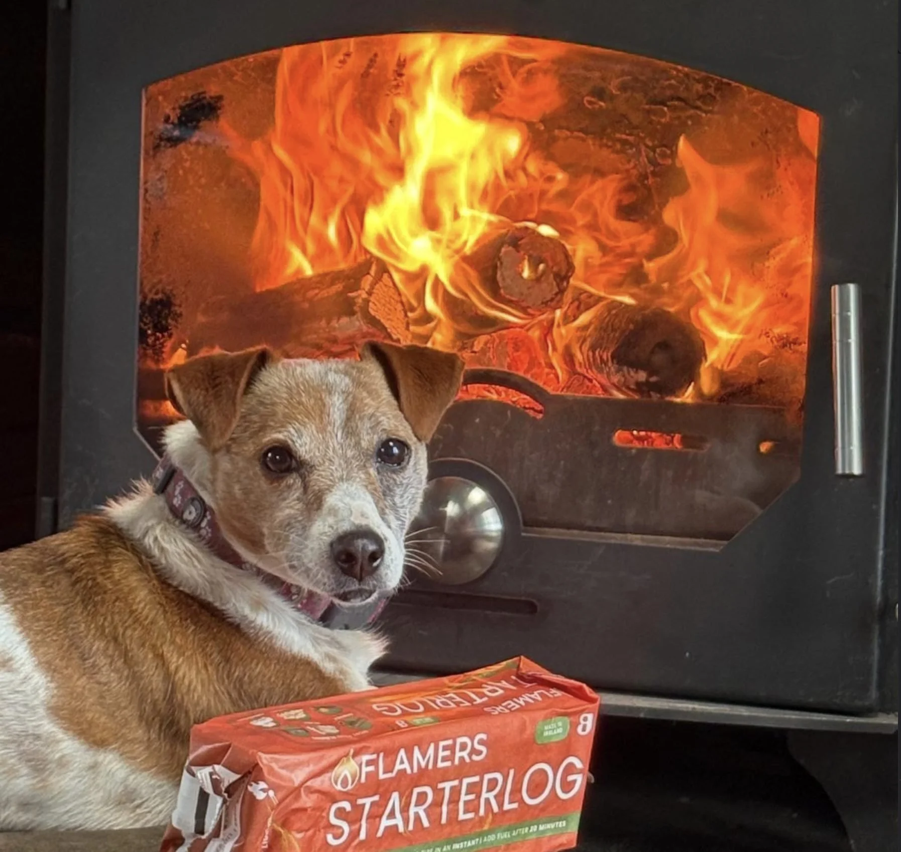 dog-by-stove-starterlog.jpg