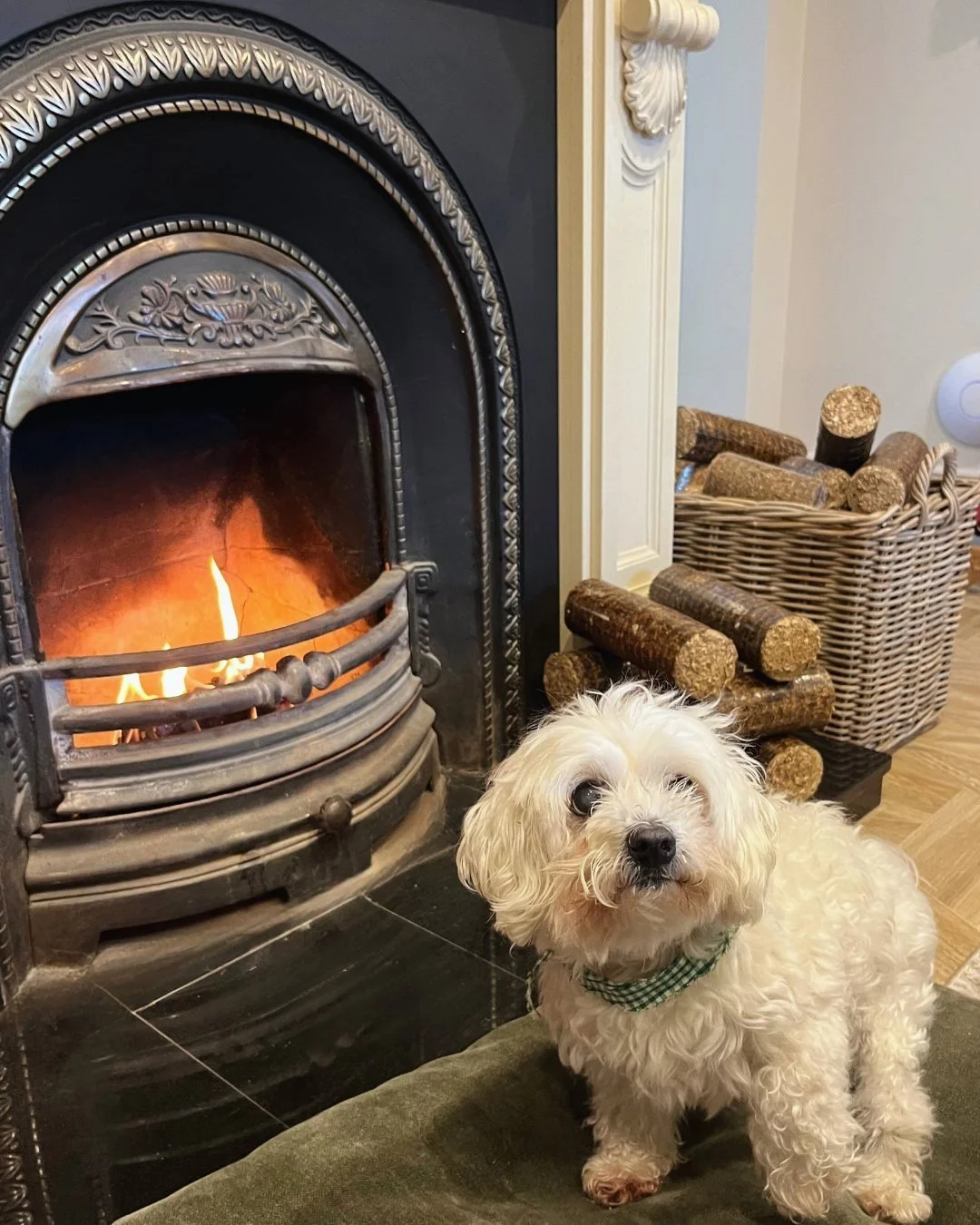 white-dog-ornate-fireplace.jpg