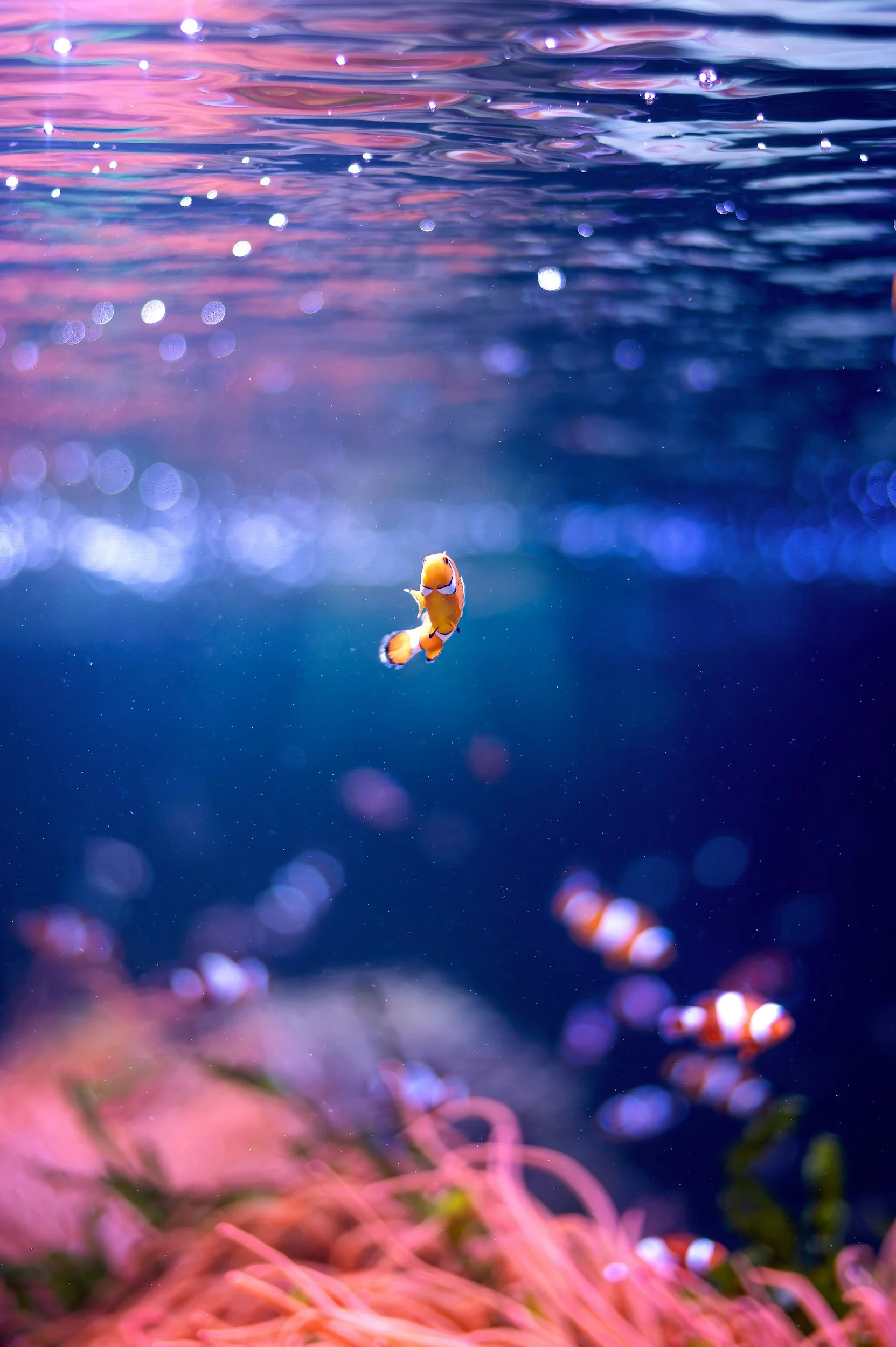 Clown fish