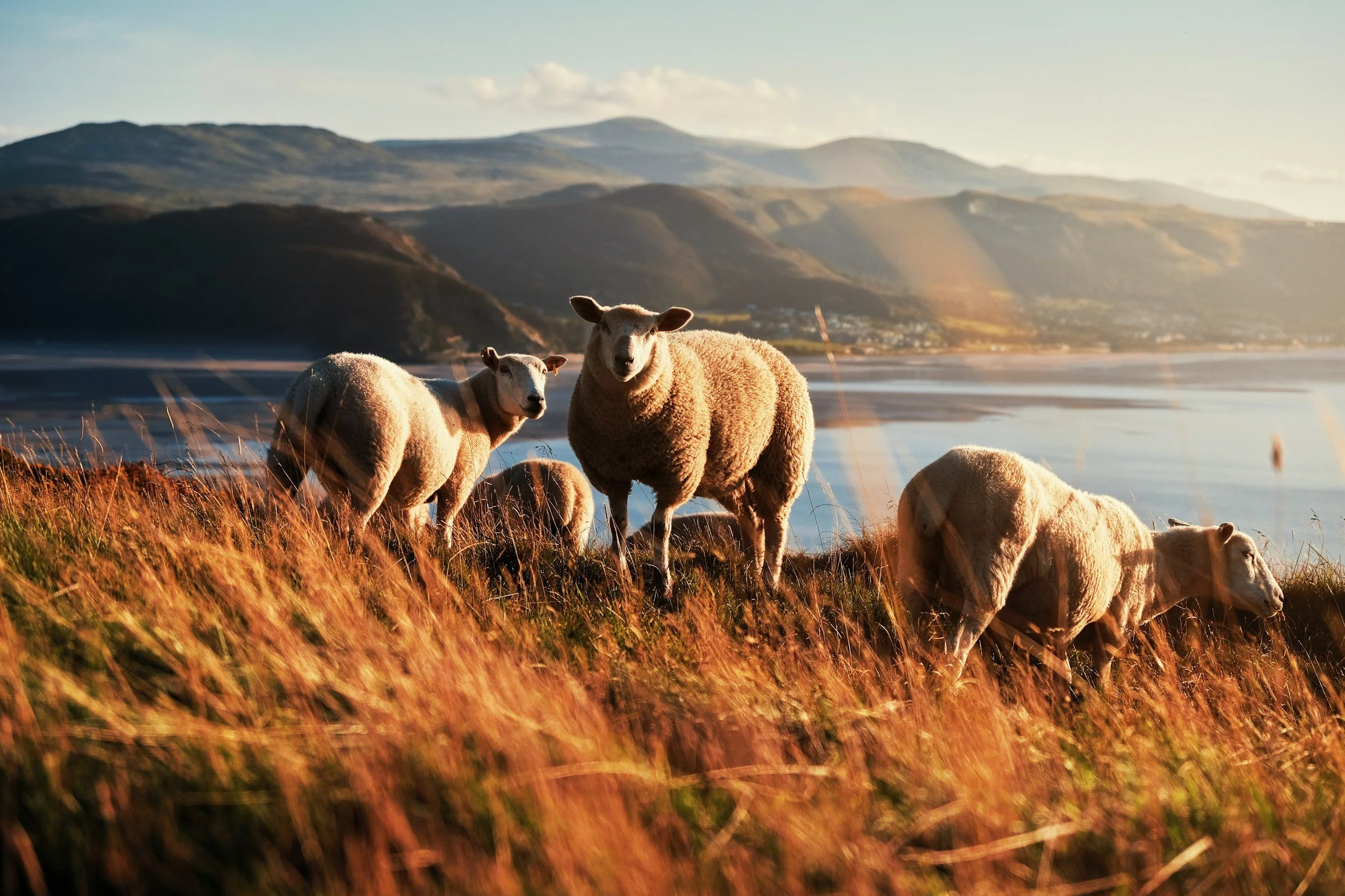 Sheep in Wales
