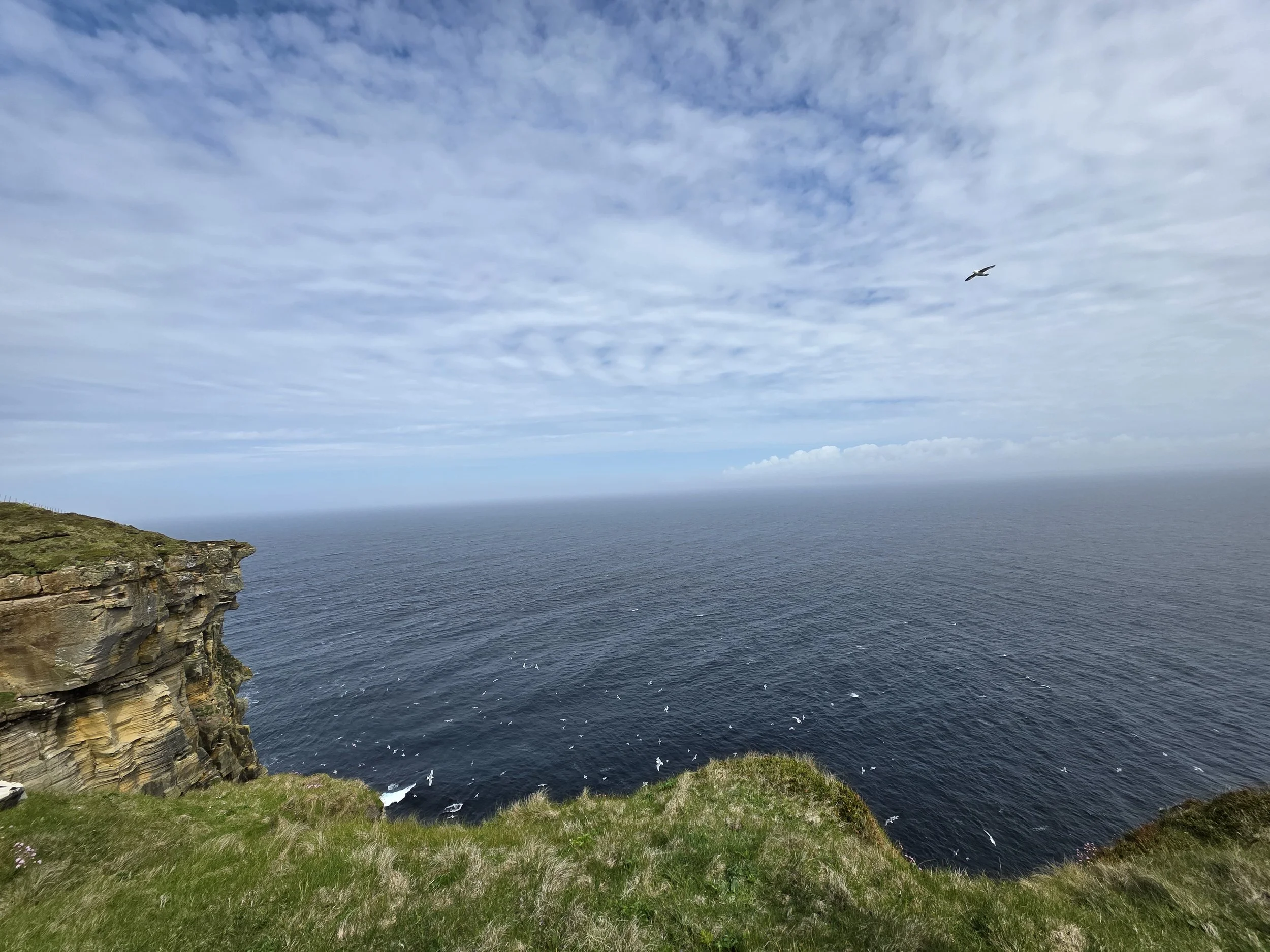 The birds that nest at Dunnet Head
