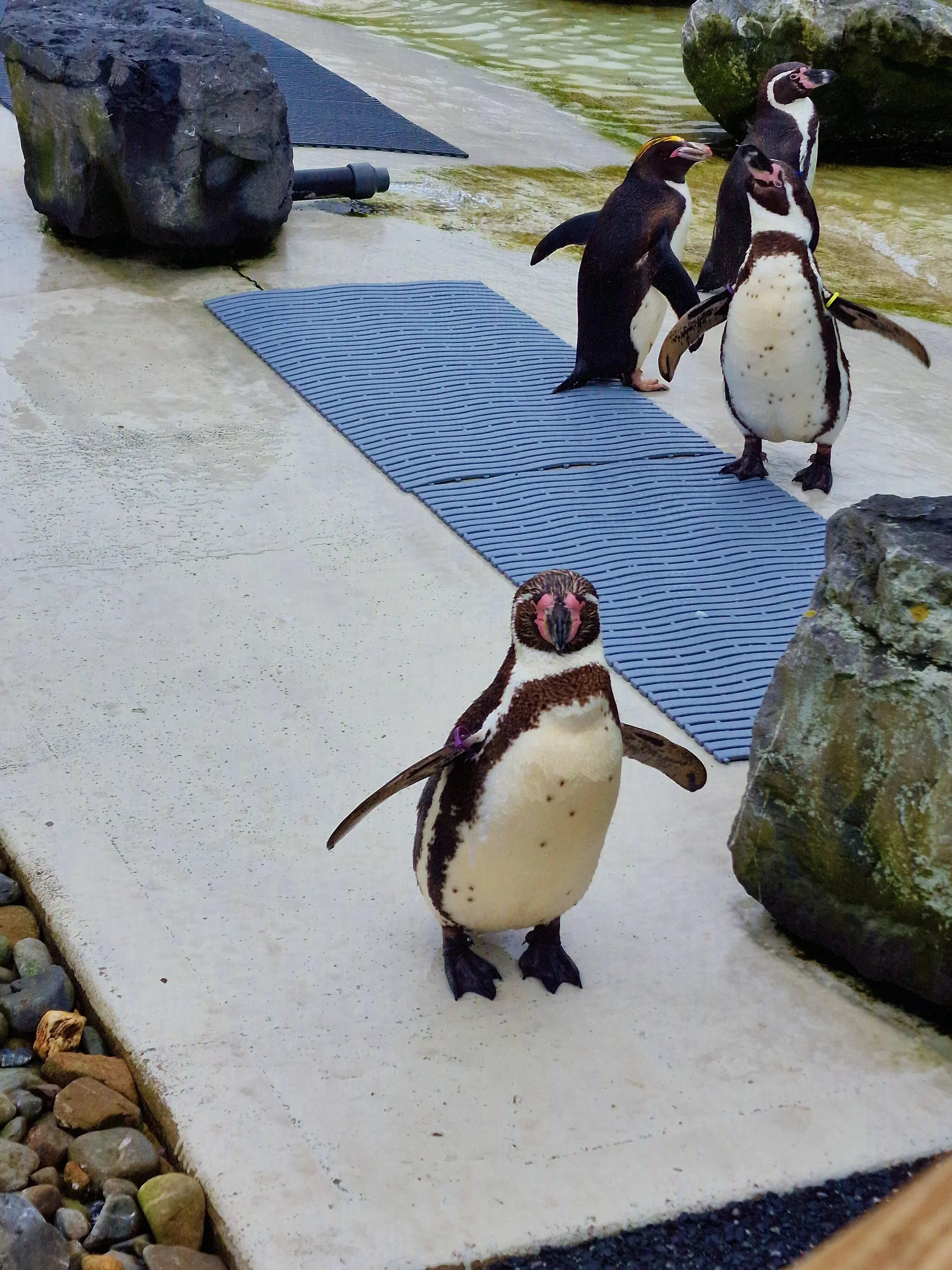 Penguins in their enclosure