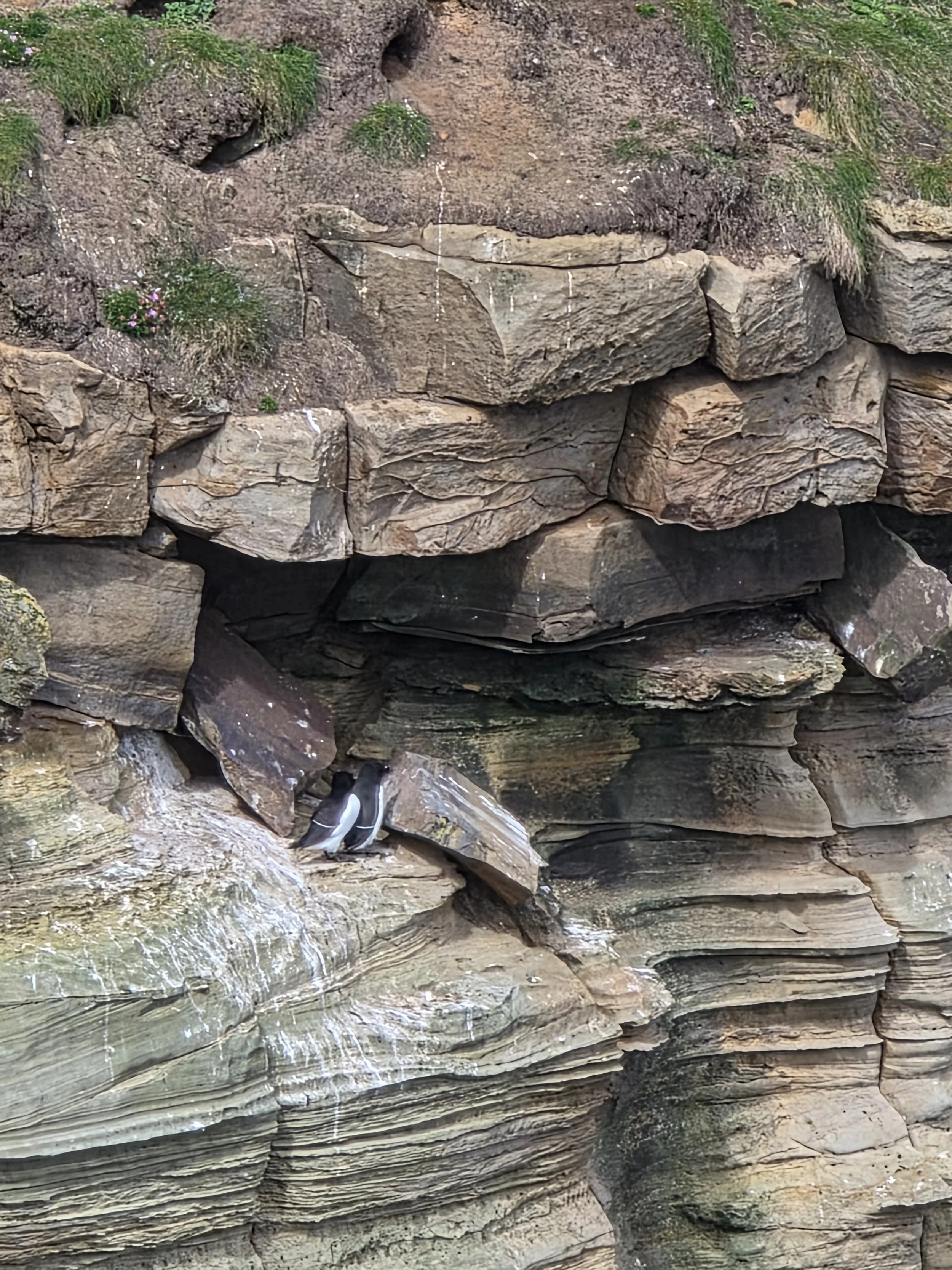 The birds of Dunnet Head