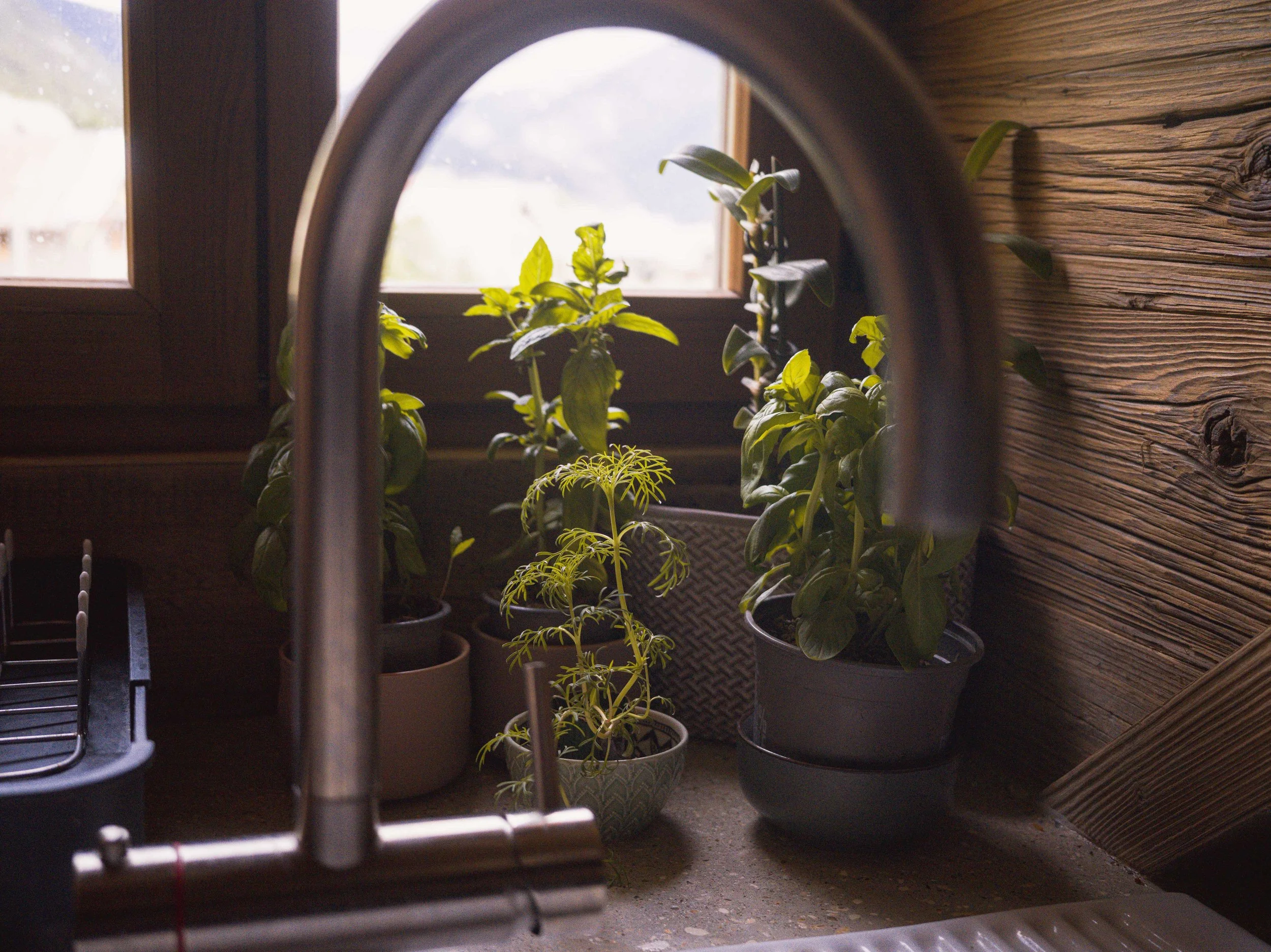 Vue sur des plantes en pot posées sur un rebord de fenêtre, vue à travers un robinet de cuisine.