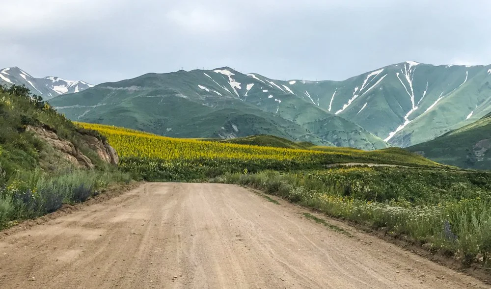 wildflowers.jpg