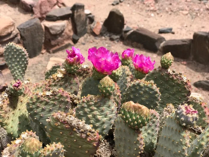 cactus-1.jpg
