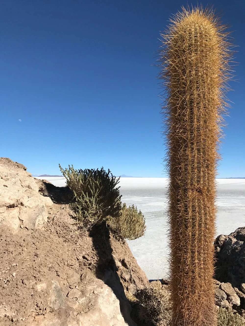 cactus.jpg