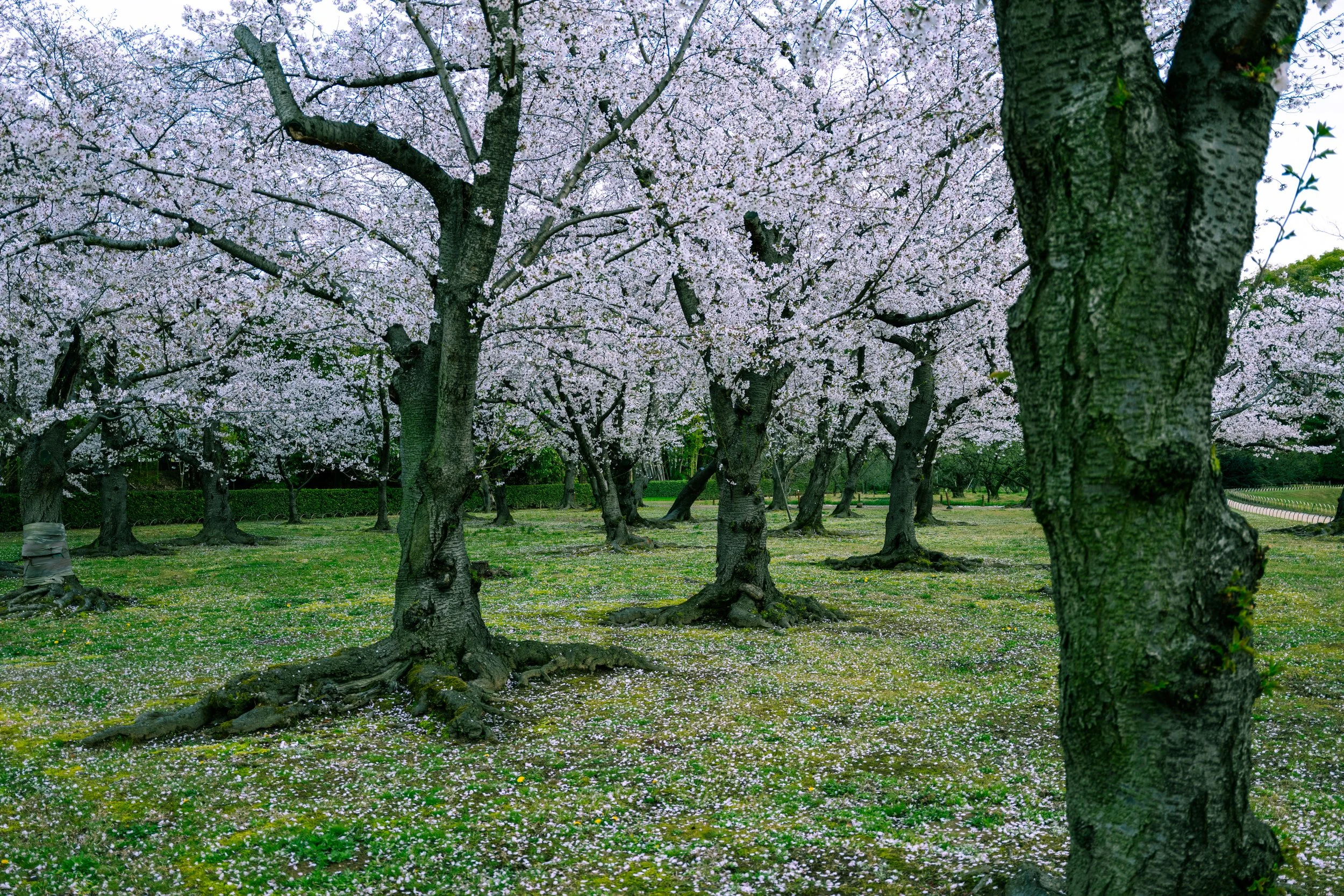 Okayama Korakuen