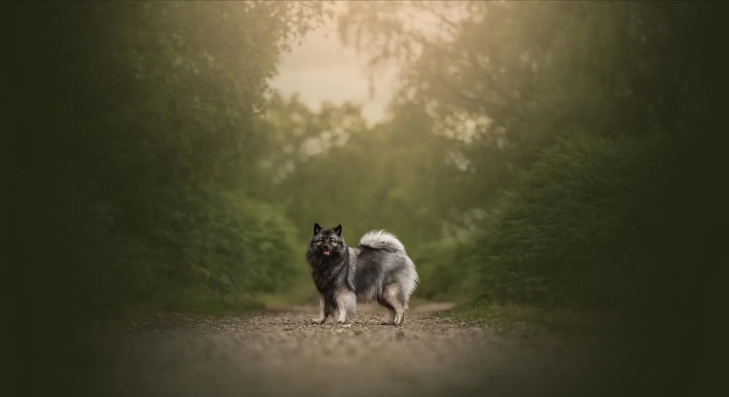 I met Naga at GoodWoof earlier this year, and her lovely owners bought her all the way to me for a session. I love when clients travel several hours to work with me, I appreciate you and you can at least be assured your photos will be more than worth