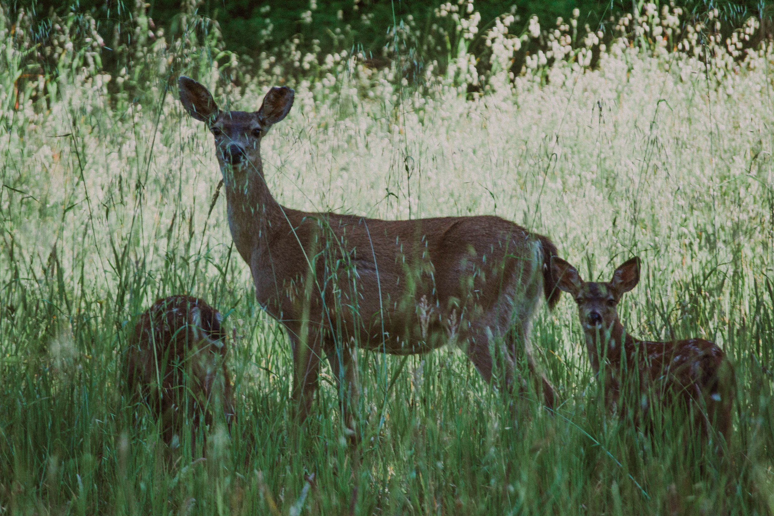 DSC_0535.jpg