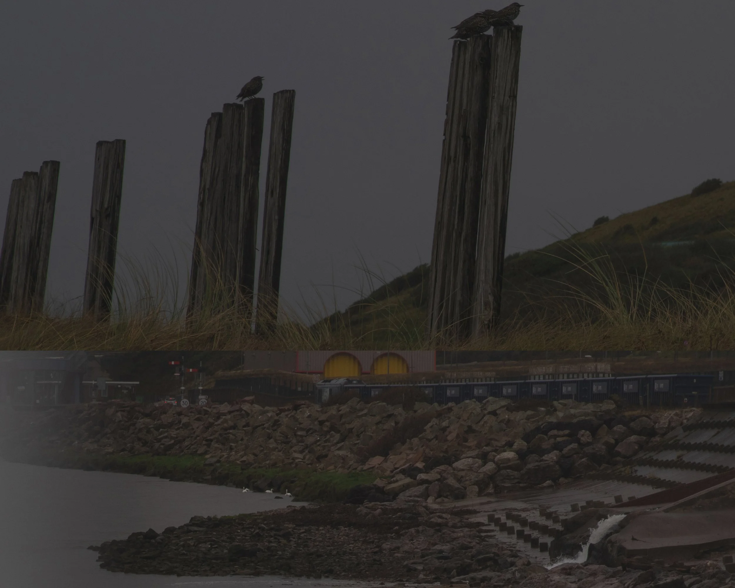 birdy dip again copy2.jpg