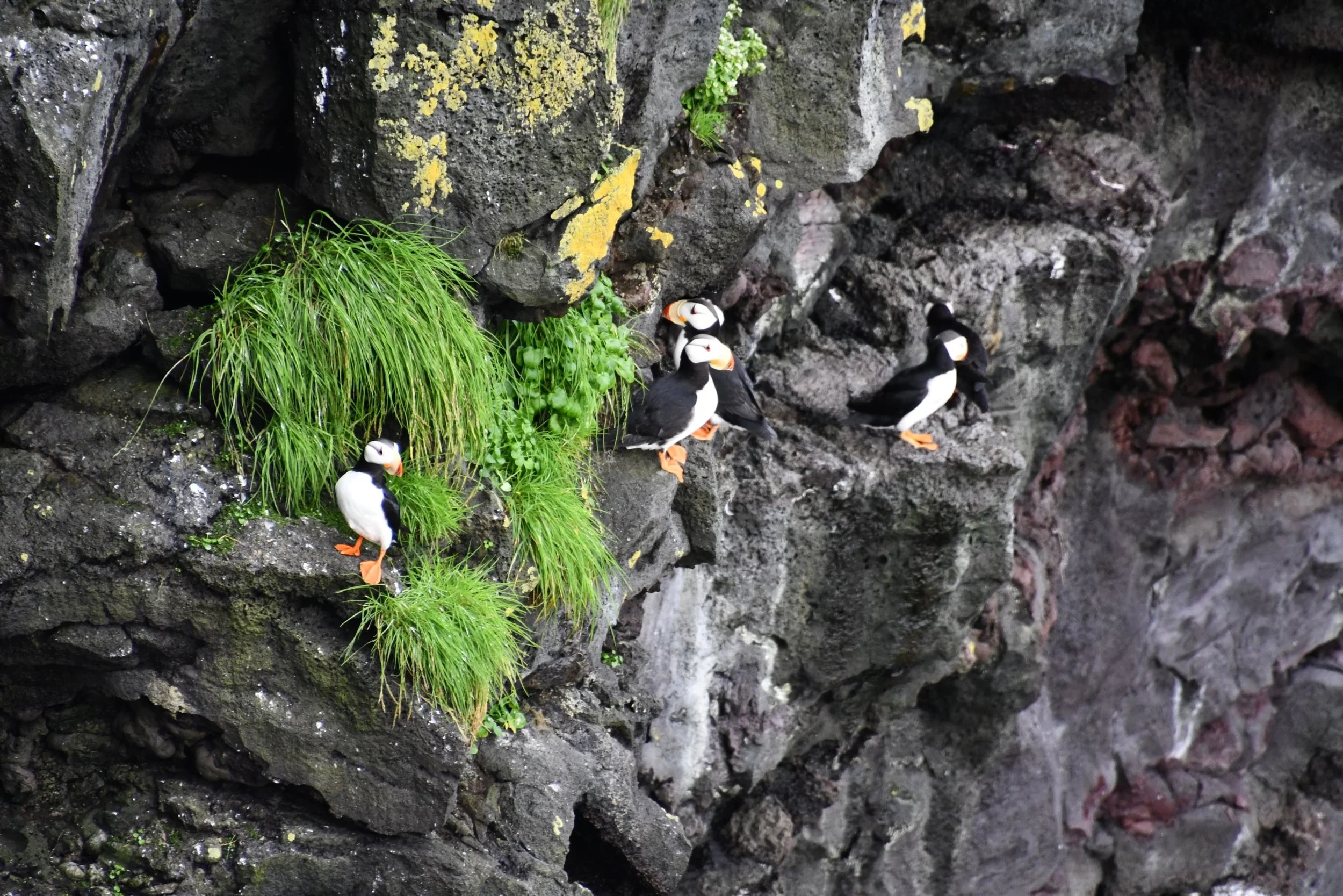 Rocky Alaska coastal terrain with puffins