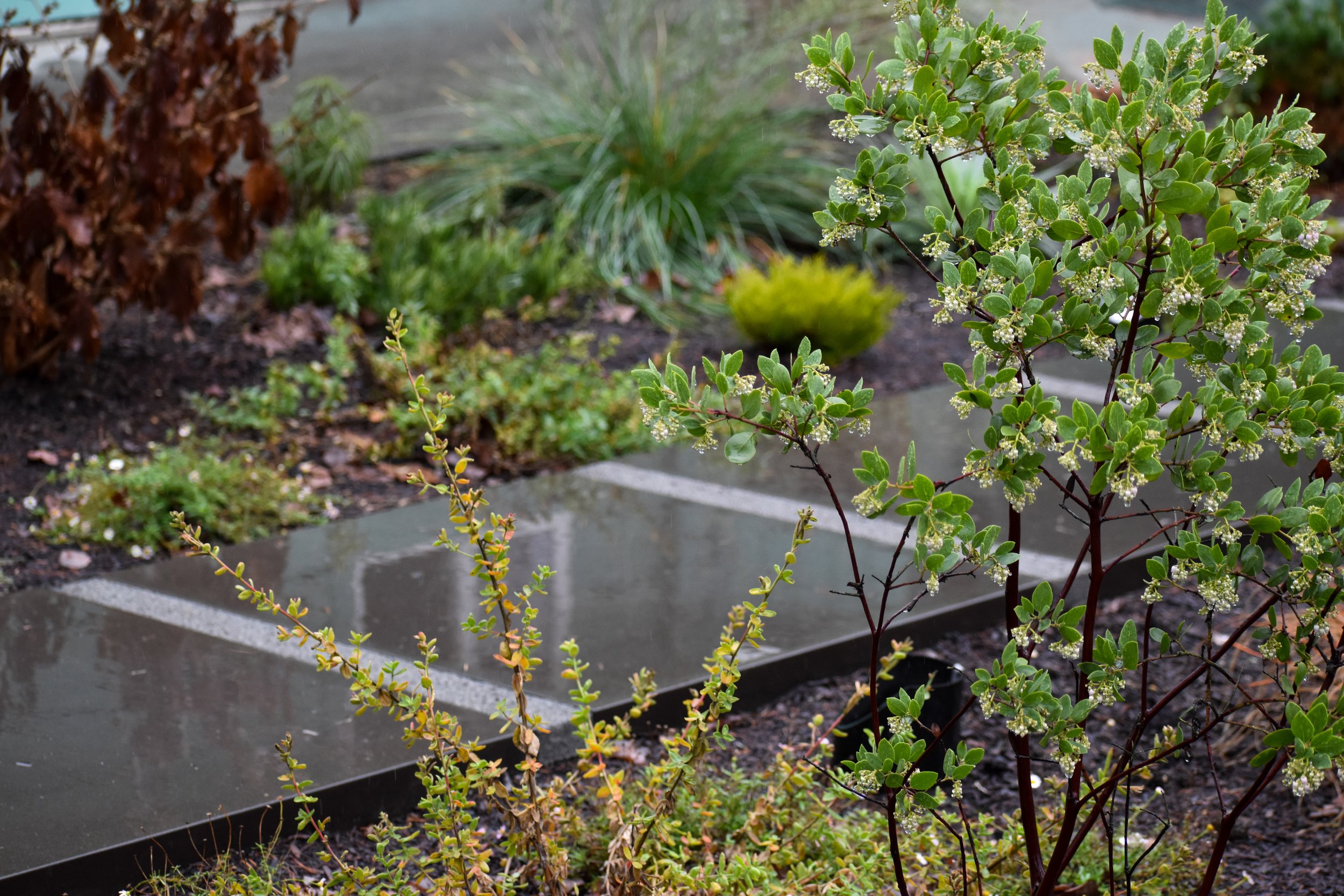 Planting & Design Gallery — Prestige Landscape & Tree Services