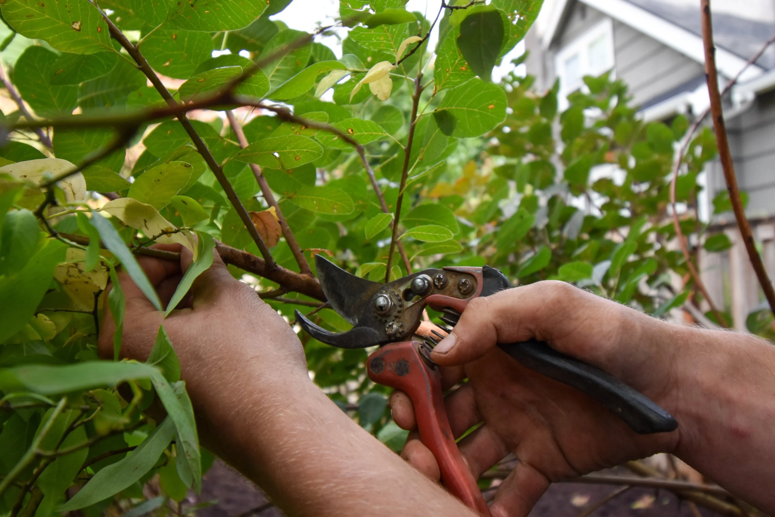 Prestige Landscape and Tree Service