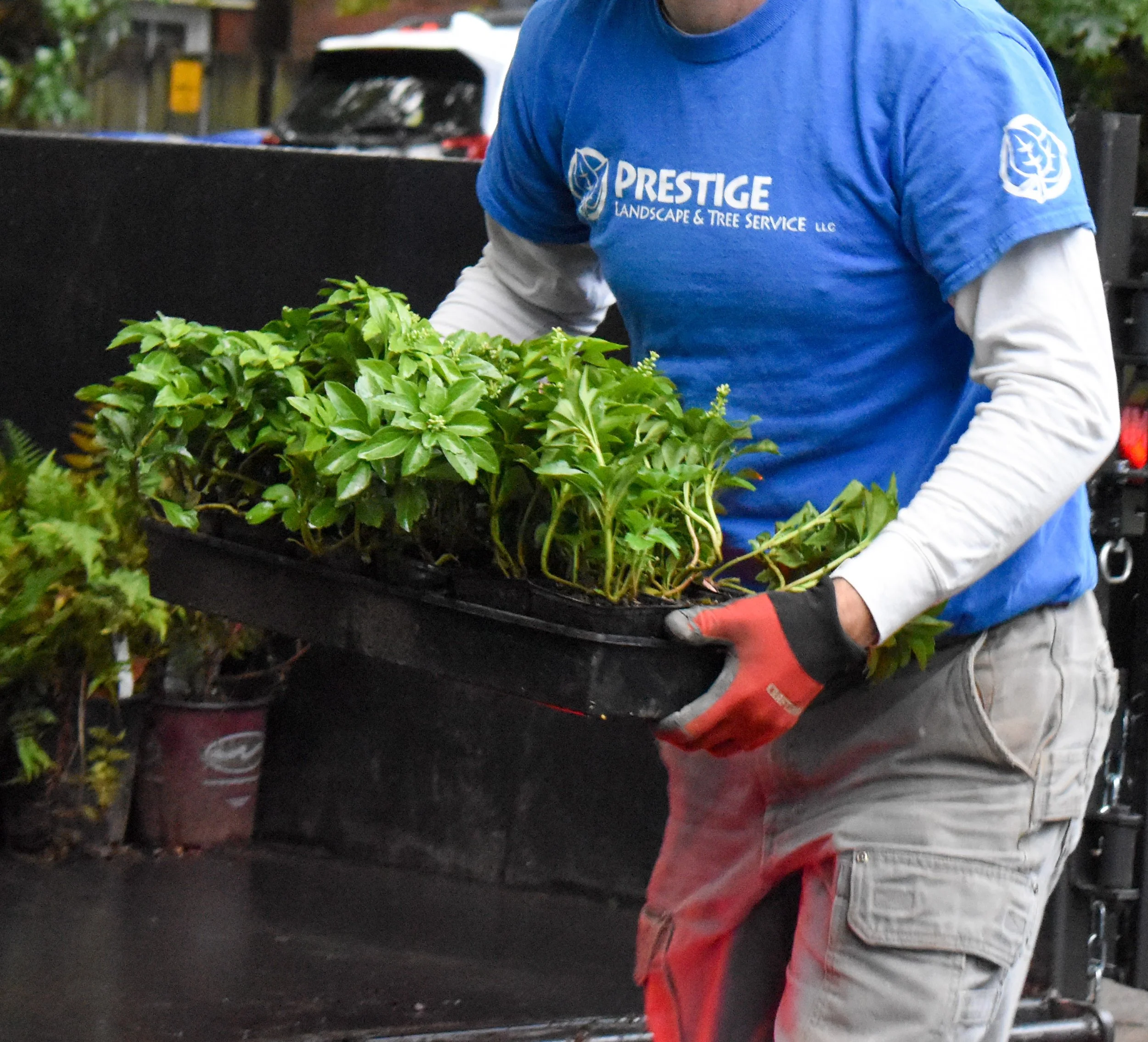 Prestige Landscape and Tree Service