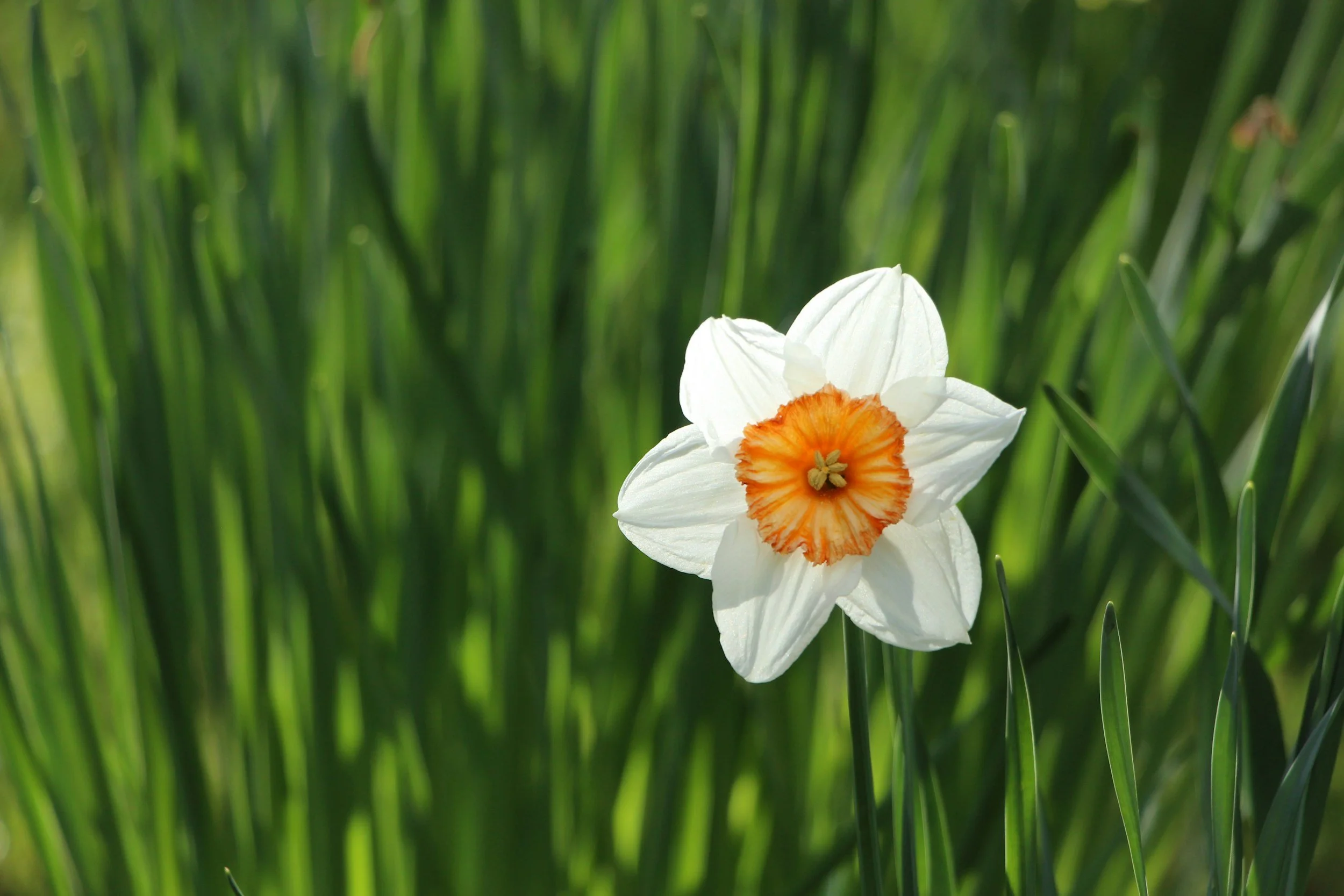 Spring Reset for Educators (with a Little Help from AI)