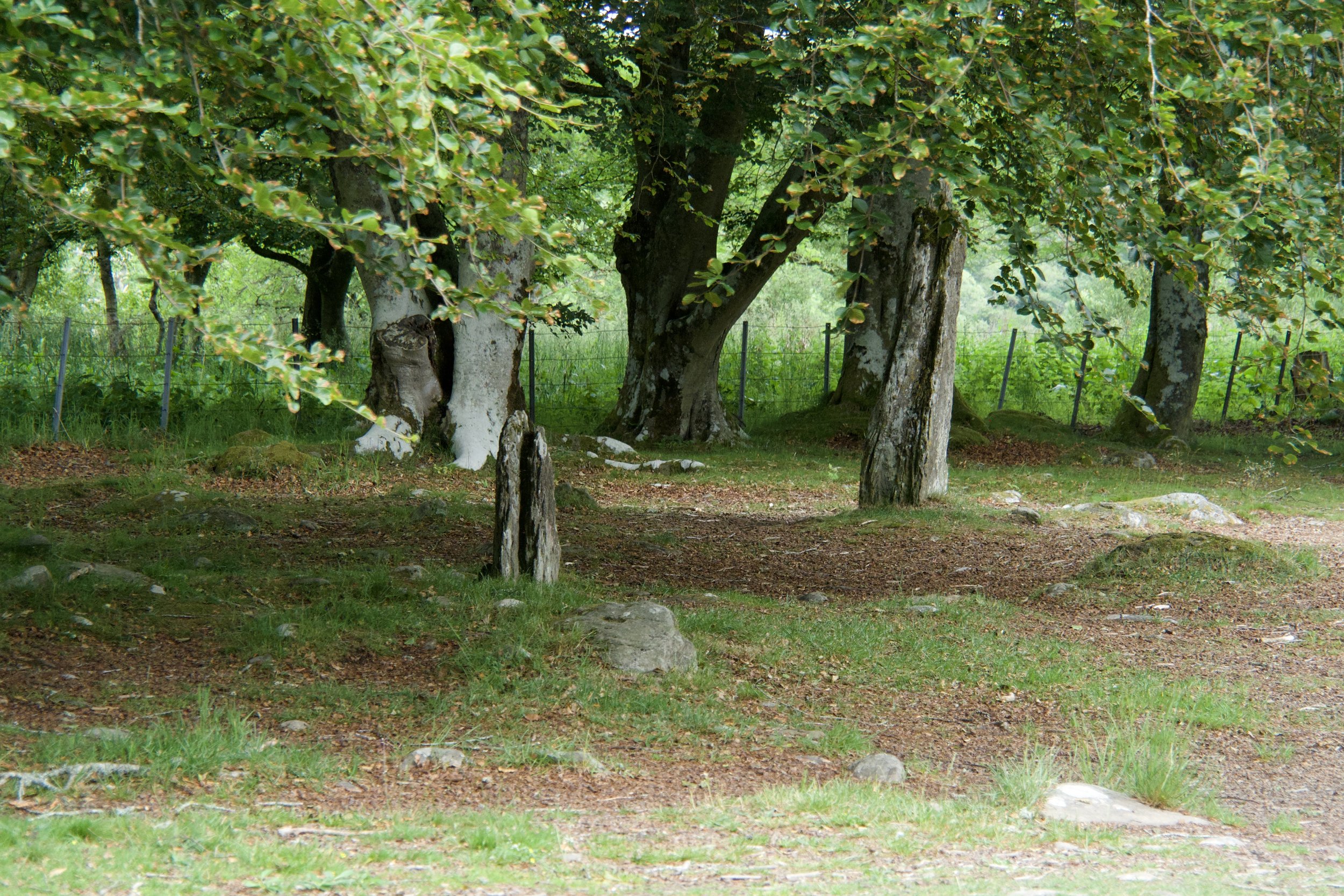 P6191432.jpeg
