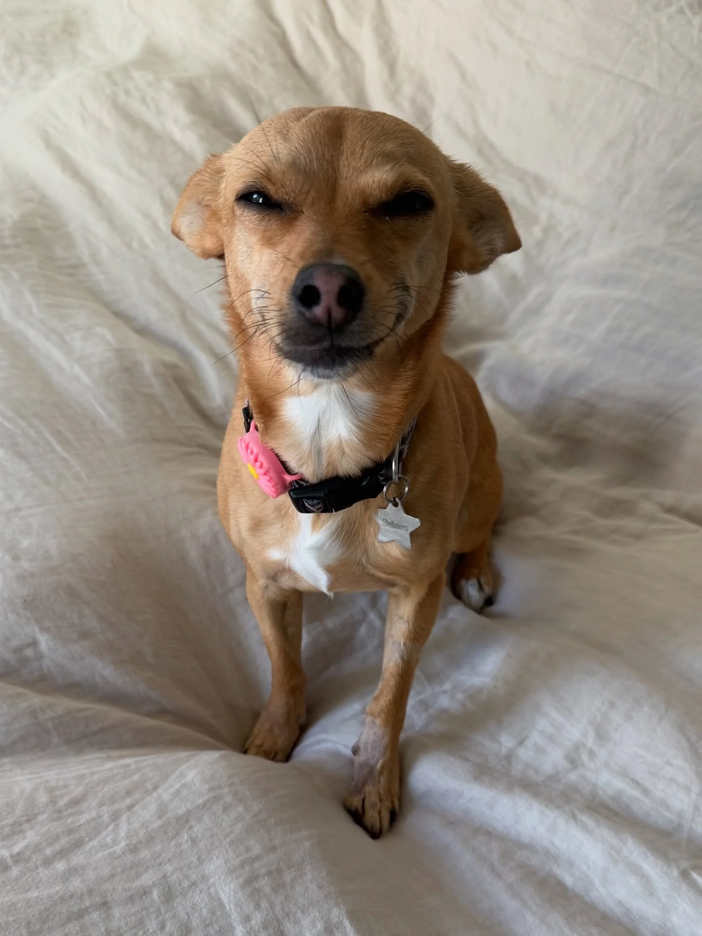 The face she makes after puking on my bed first thing in the morning (literally moments after opening my eyes) 🥴