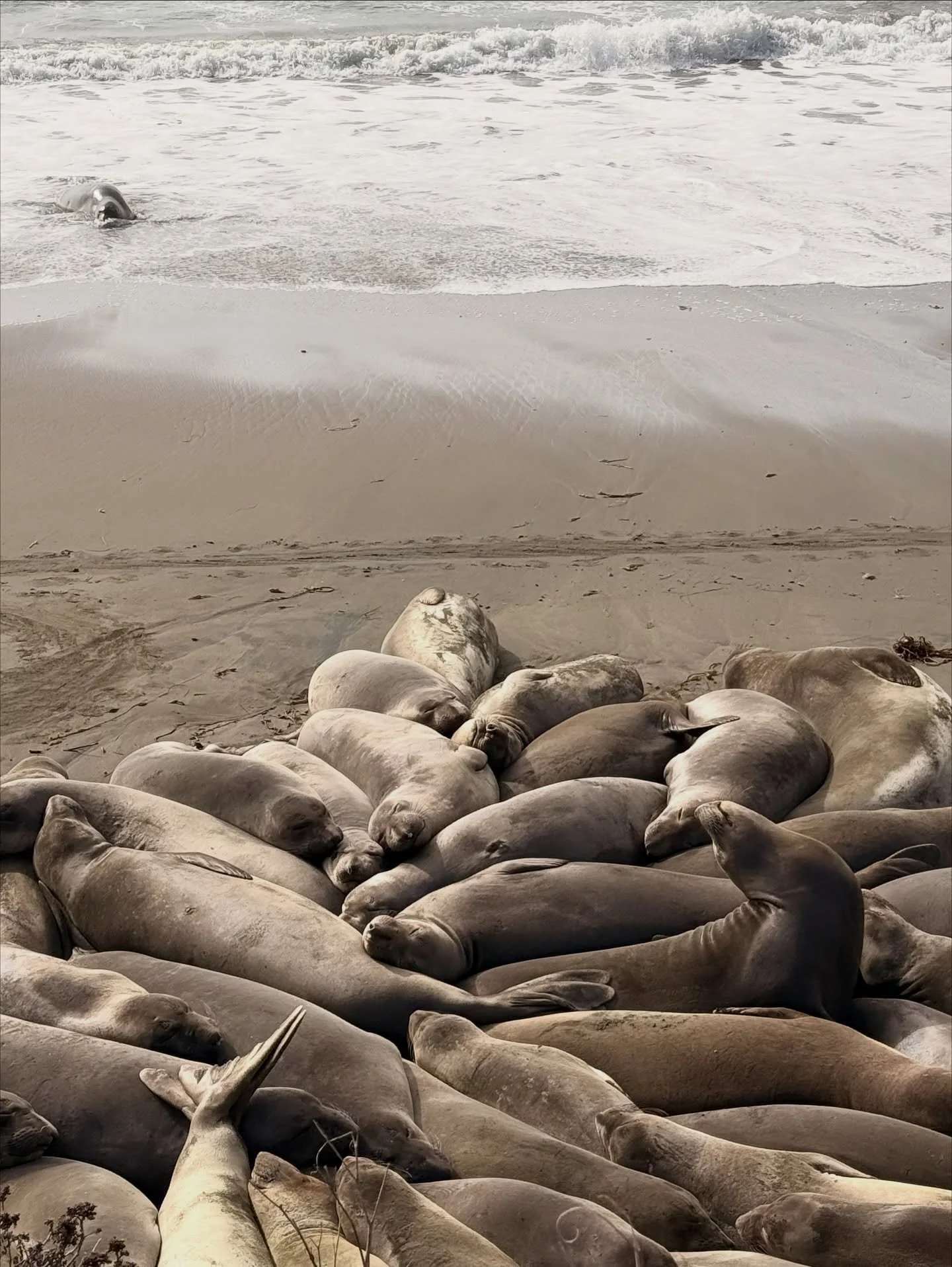 The Central Coast is always pure magic 💫

And I promise - that is Suki&rsquo;s HAPPY face 😅