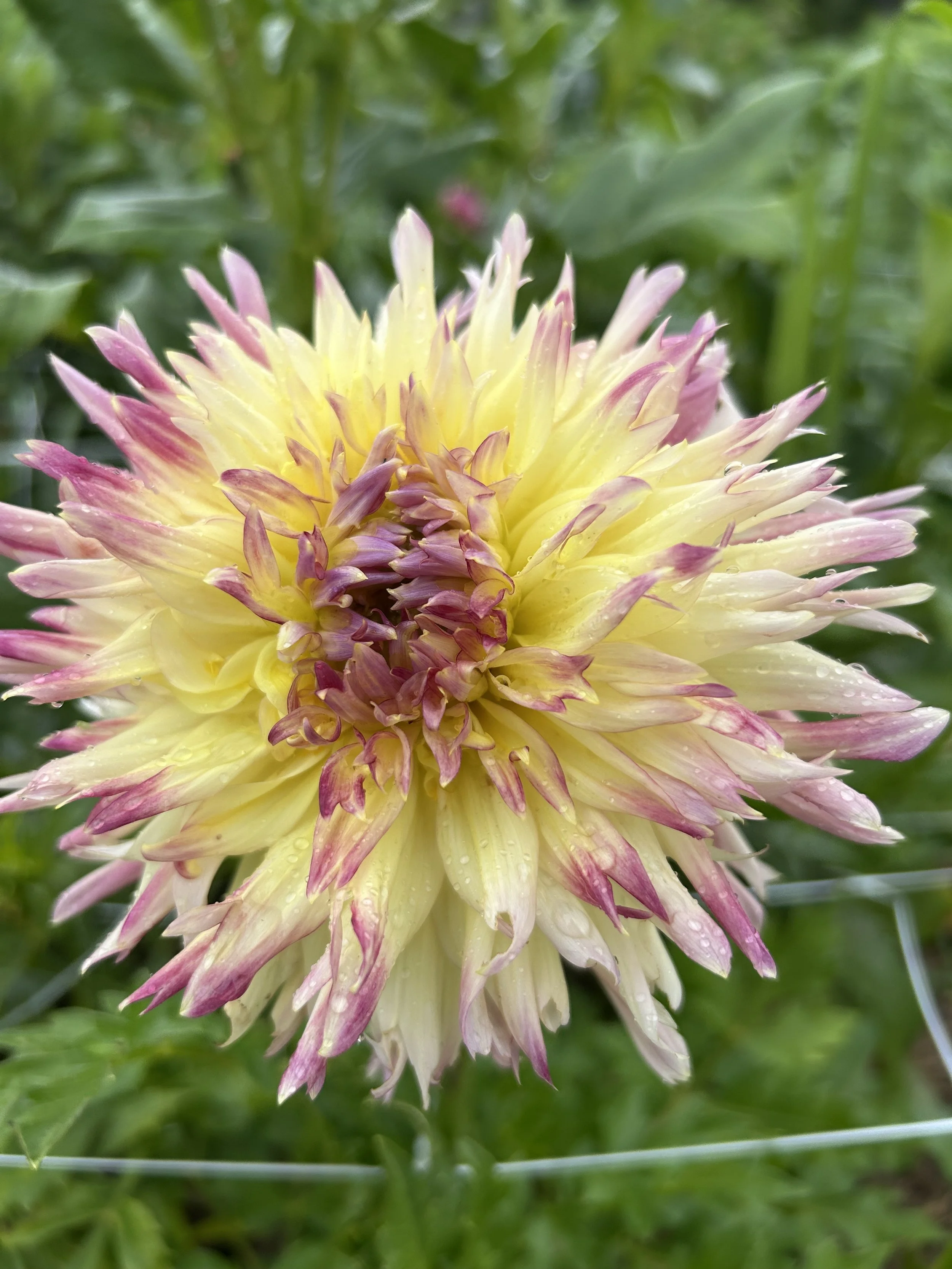 Darling Dahlias Workshop
